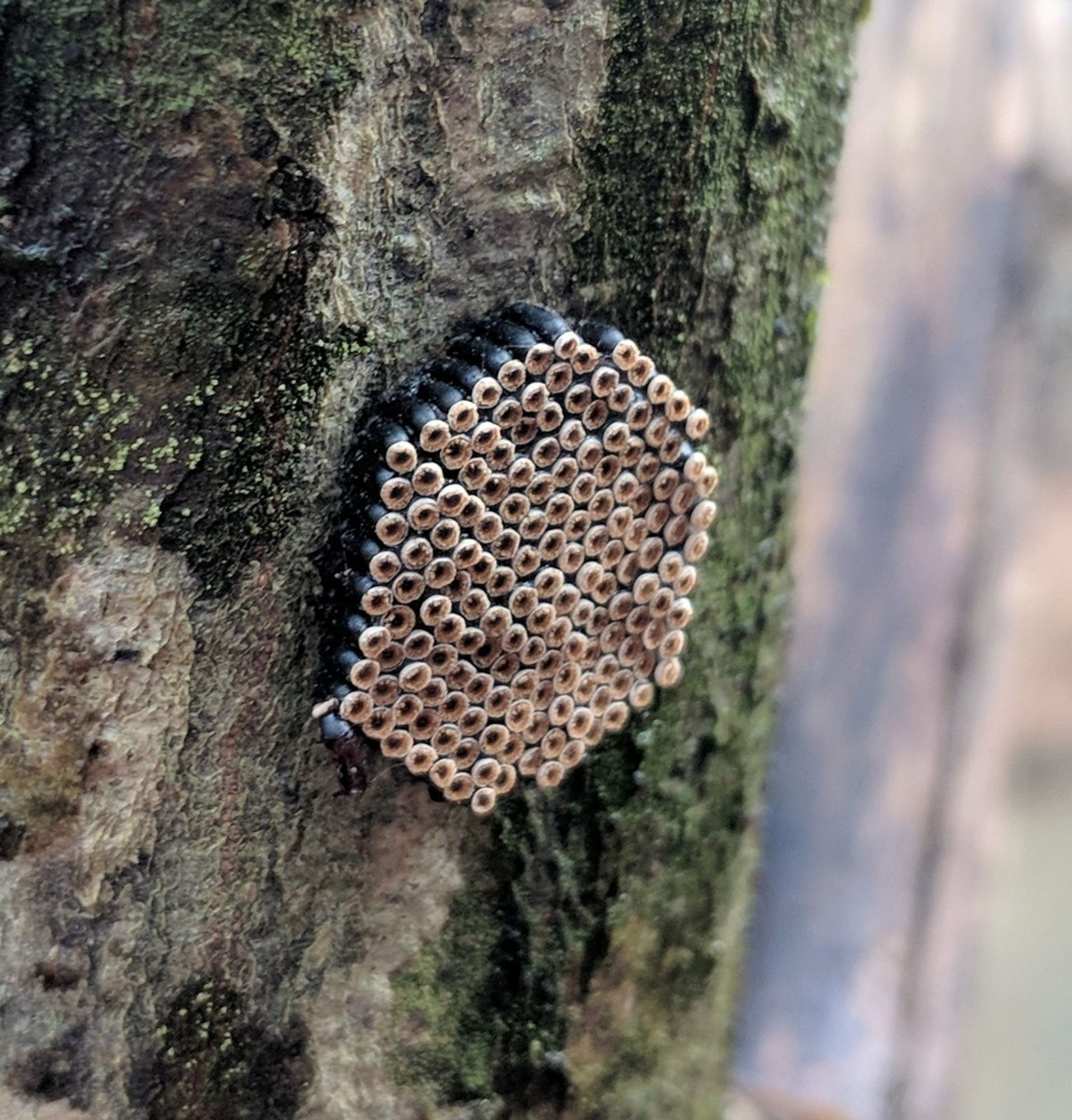 a hexagonal clutch of assassin bug eggs on the side of a tree. they kind of look like little brown eggplants standing up with a fuzzy looking lighter brown collar at the end. there's about 200 eggs packed tightly in very geometric pattern.