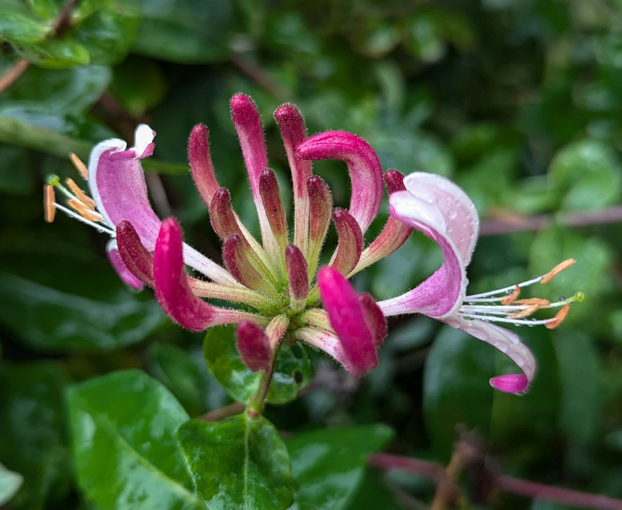 Honeysuckle blossom in shades of violet and pink, curly blossom-branches, some raindrops visible. 