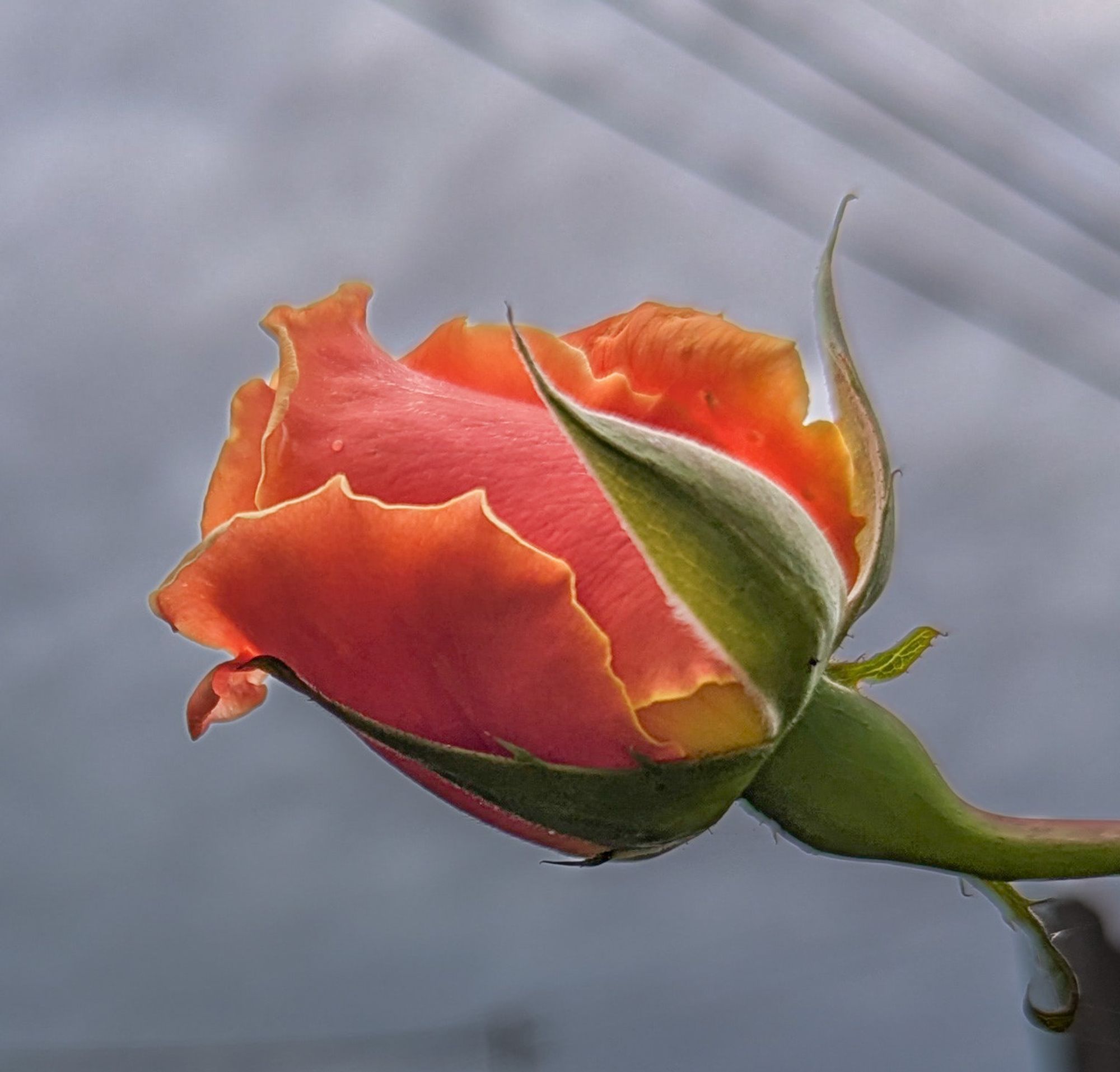 Peach-colored rose, blossom beginning to open , dark clouds and electrical wires visible behind, quite heavily photo-processed. 