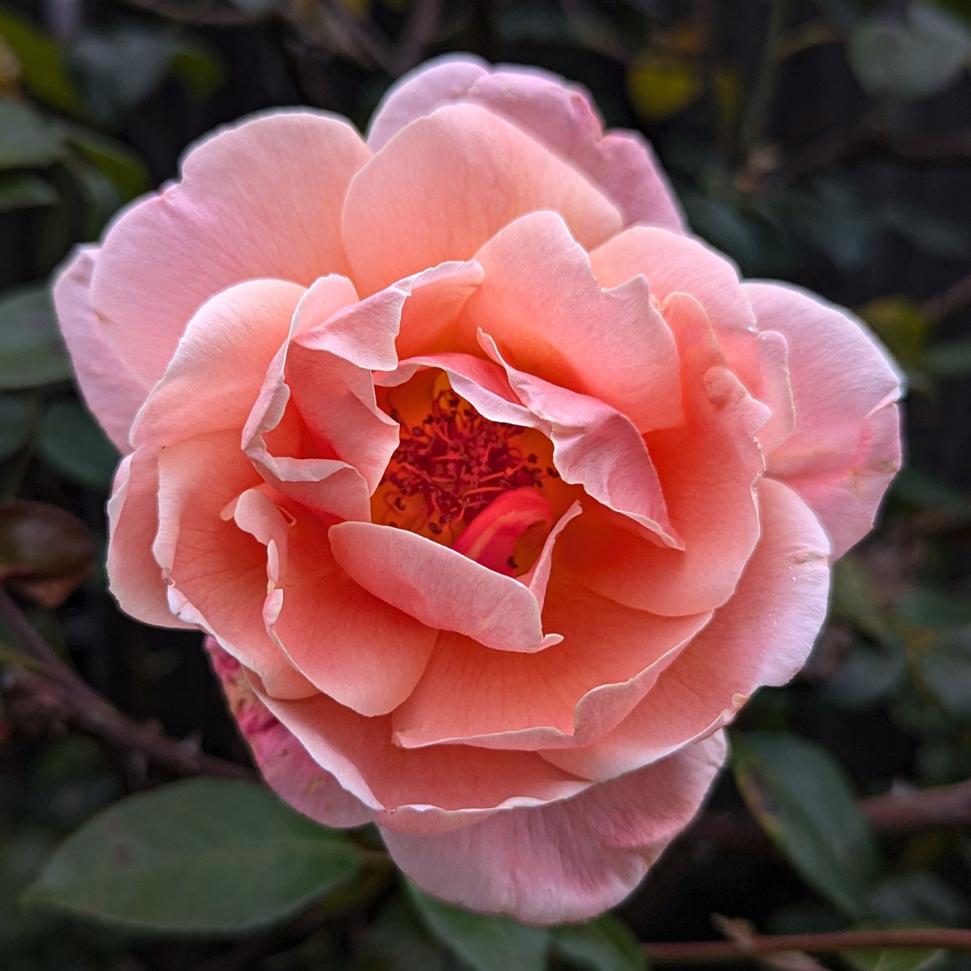 Peach-colored rose facing the camera, dark background.