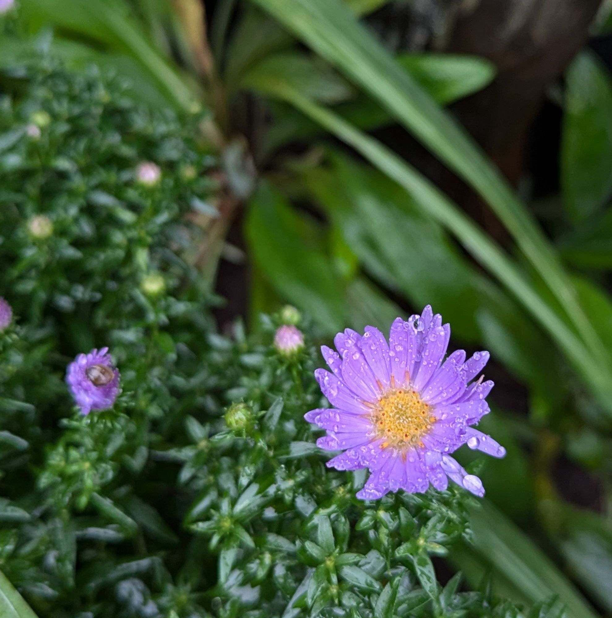 Little purple flower with yellow center, raindrops.