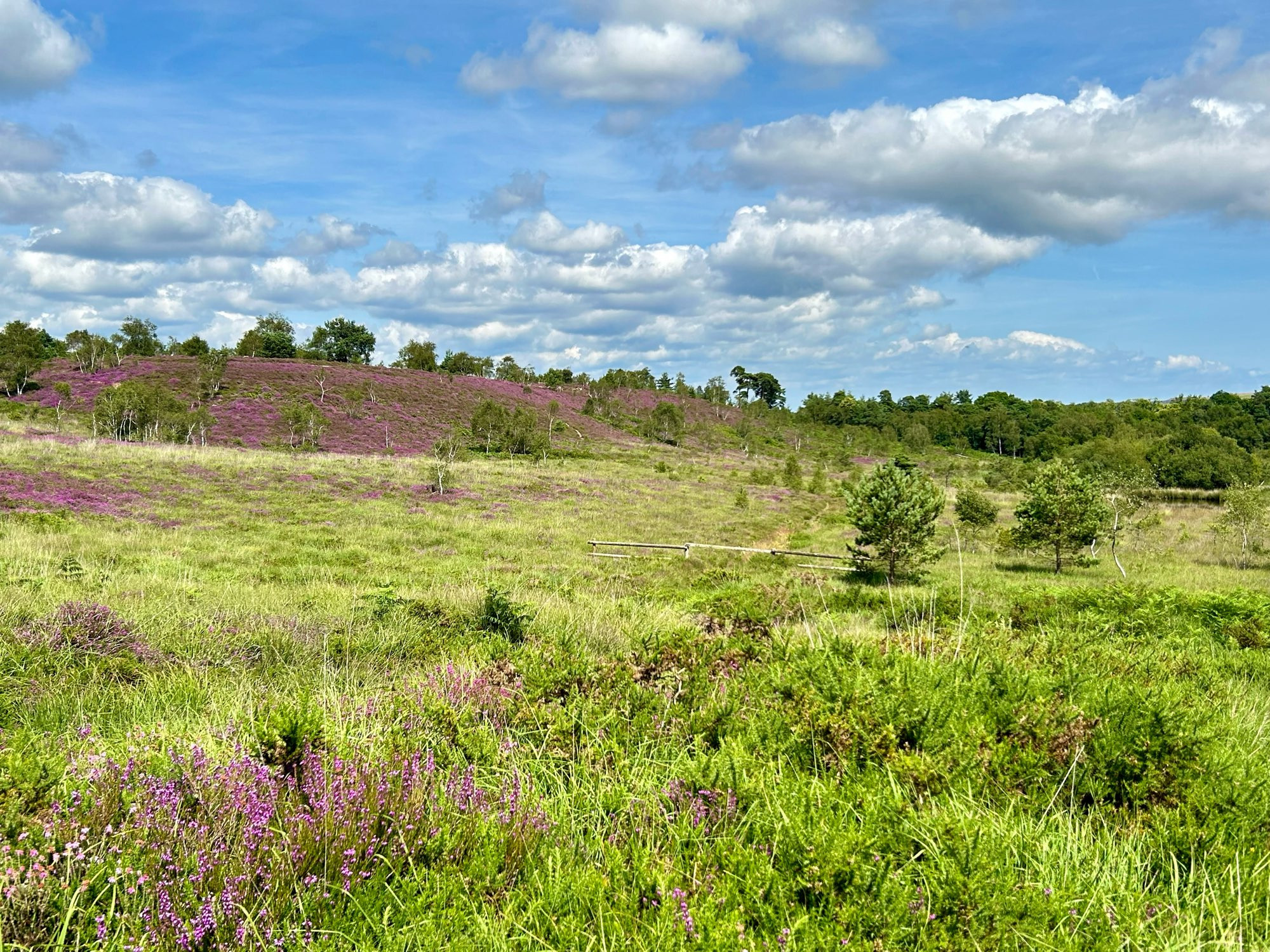 North facing view looking at the landscape of Dunyeats ARC Reserve.