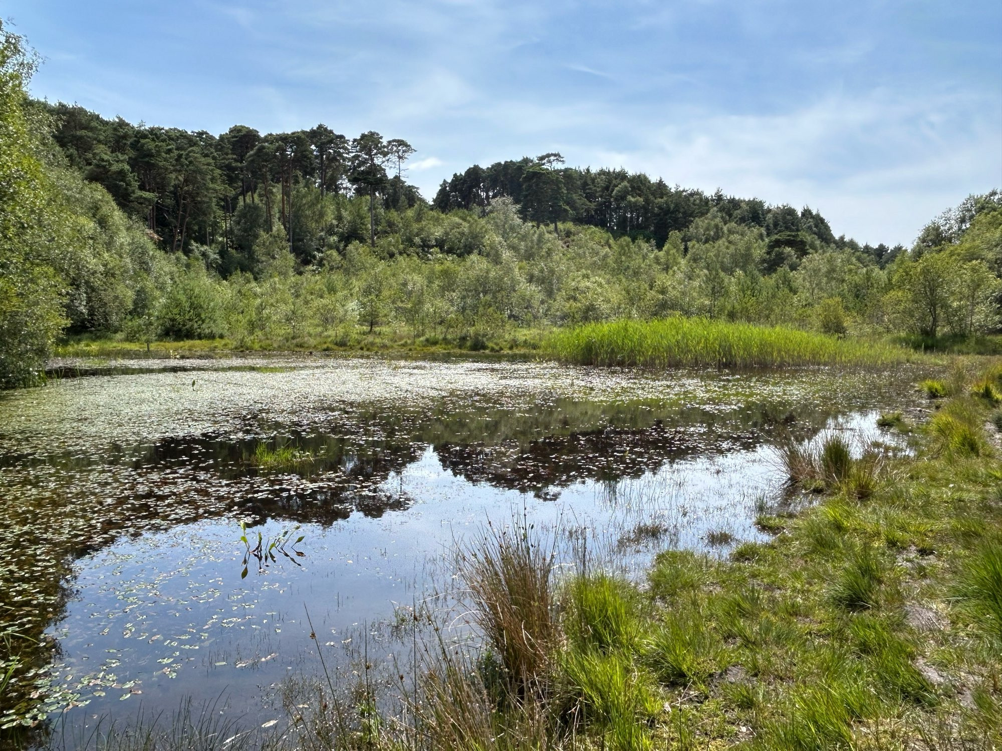 A view across a large pond at Dunyeats Amphibian & Reptile Conservation Reserve.