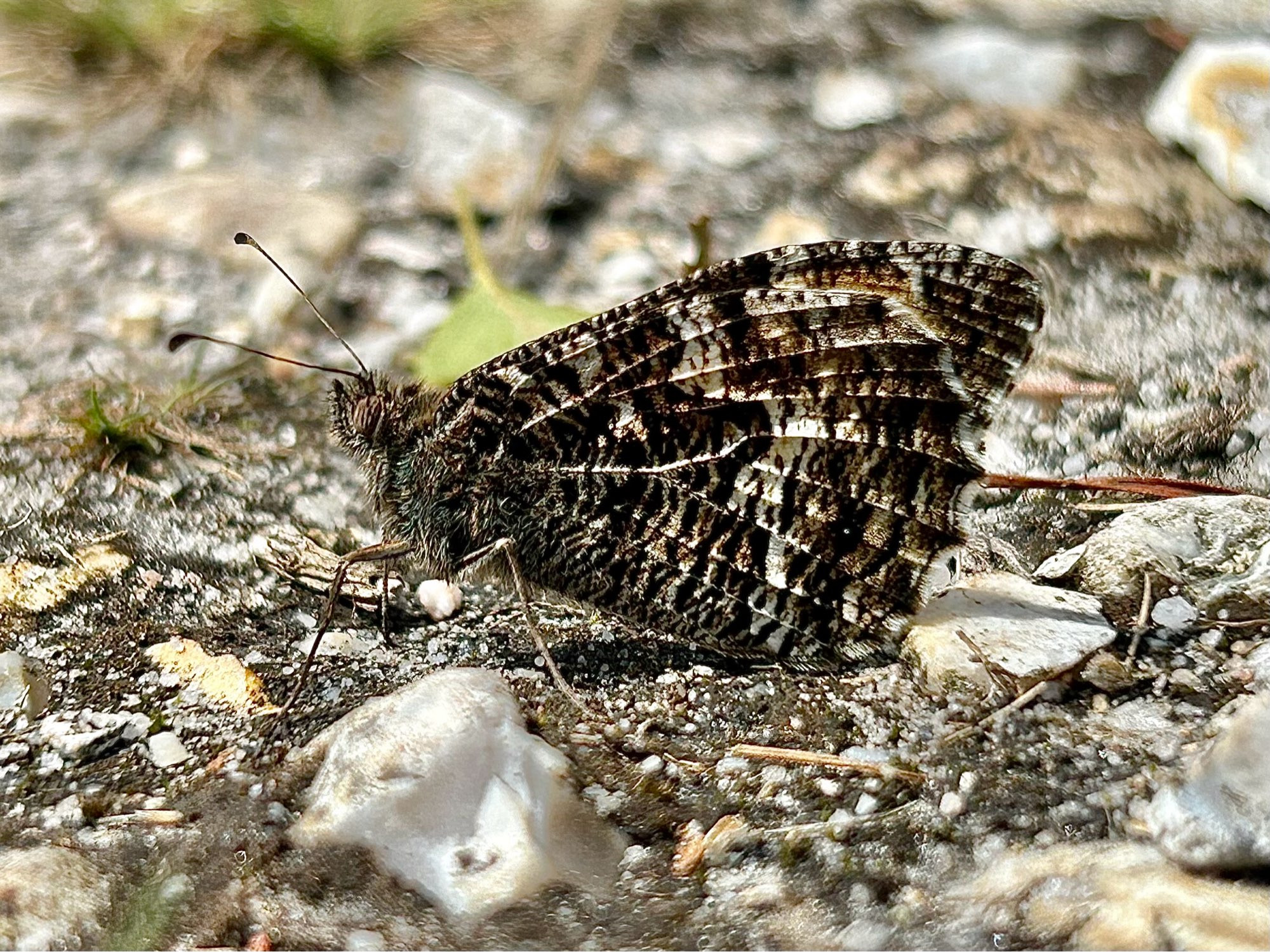 A Grayling butterfly (Hipparchia semele) settled on a gravel path.