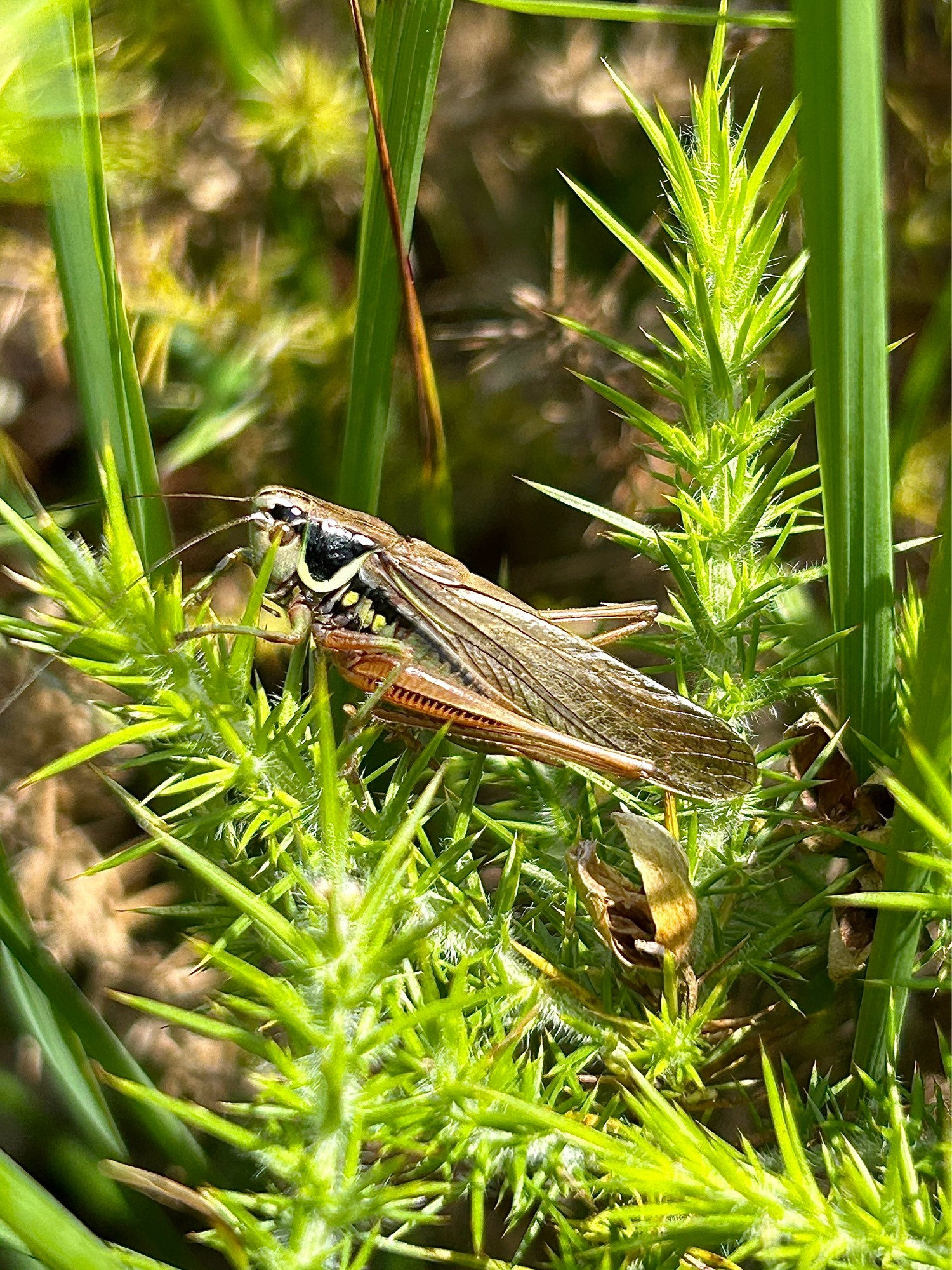 A Roesel’s Bush Cricket (Roeseliana roeselii) perched on some Gorse.