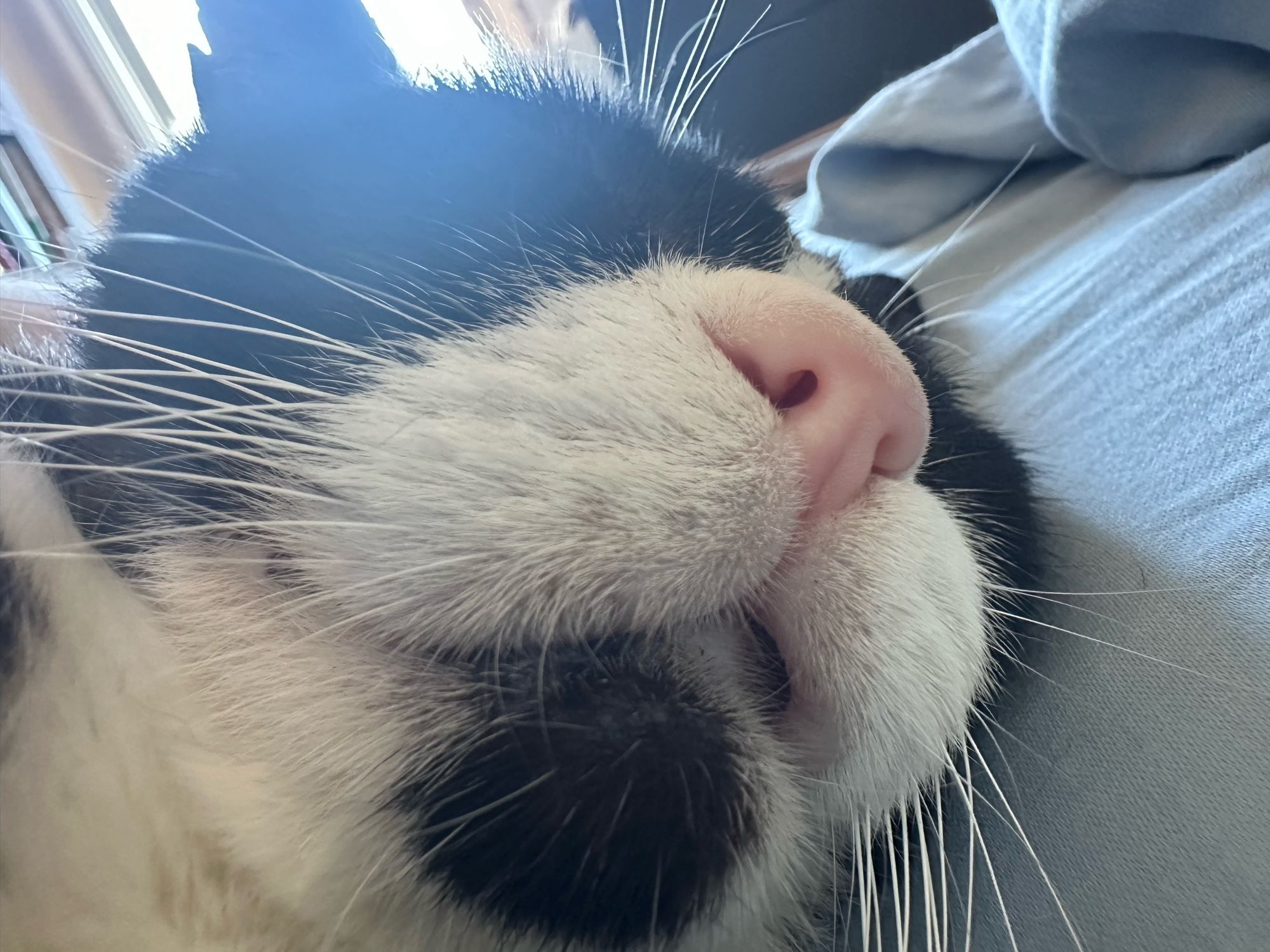 An extreme close up of Vincey’s cat Geppetto from slightly under the chin. Geppetto is sleeping on his side on the bed, even in his sleep his mouth seems to be curling up into a bit of a smile.