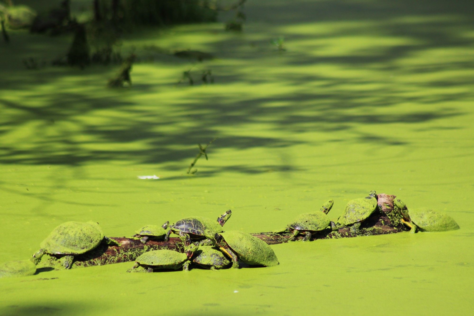 At least 8 turtles on a log in a pond covered in green algae.