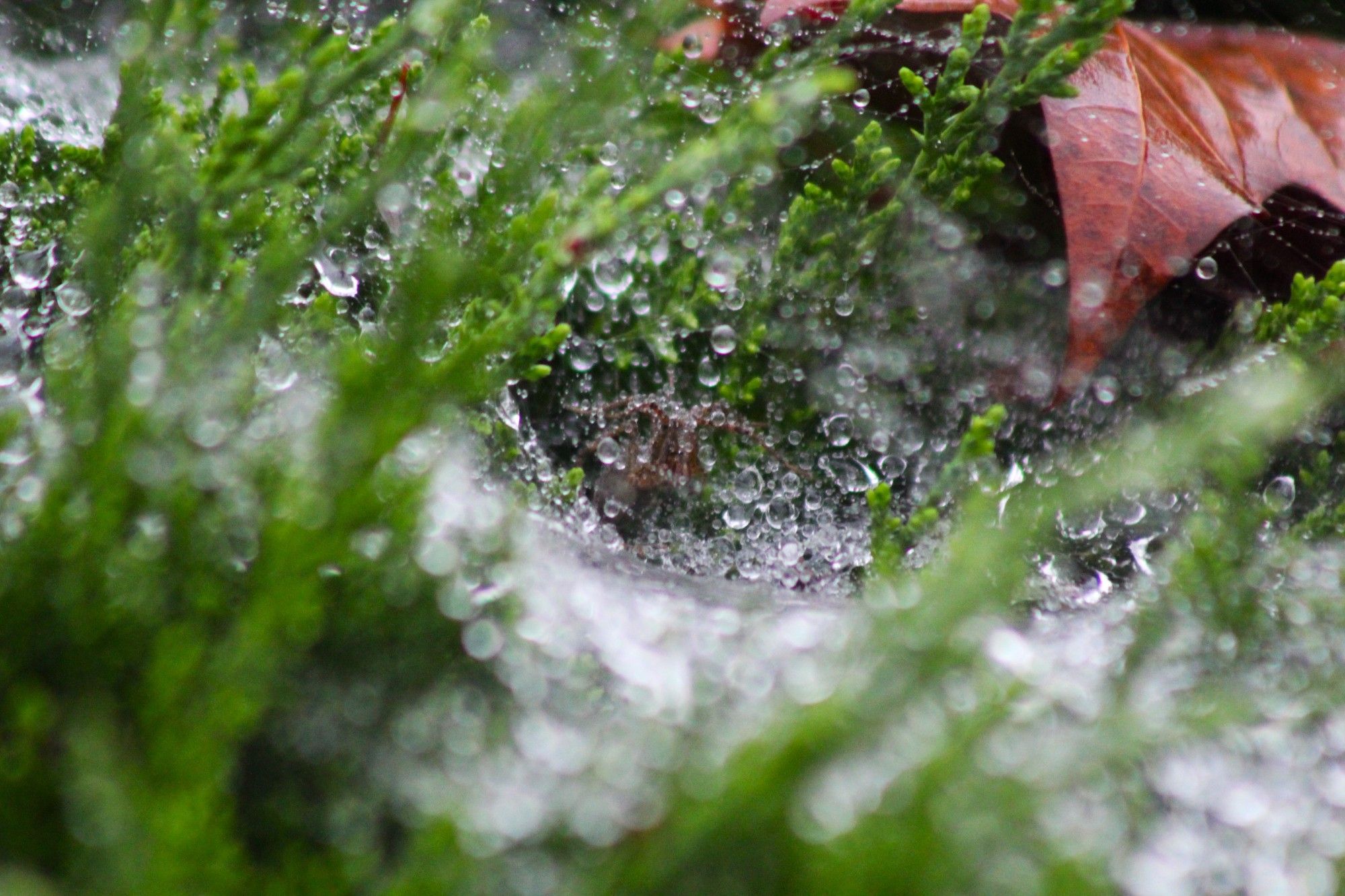 An orbweaver in a bush that is covered in raindrop-decorated spiderweb.