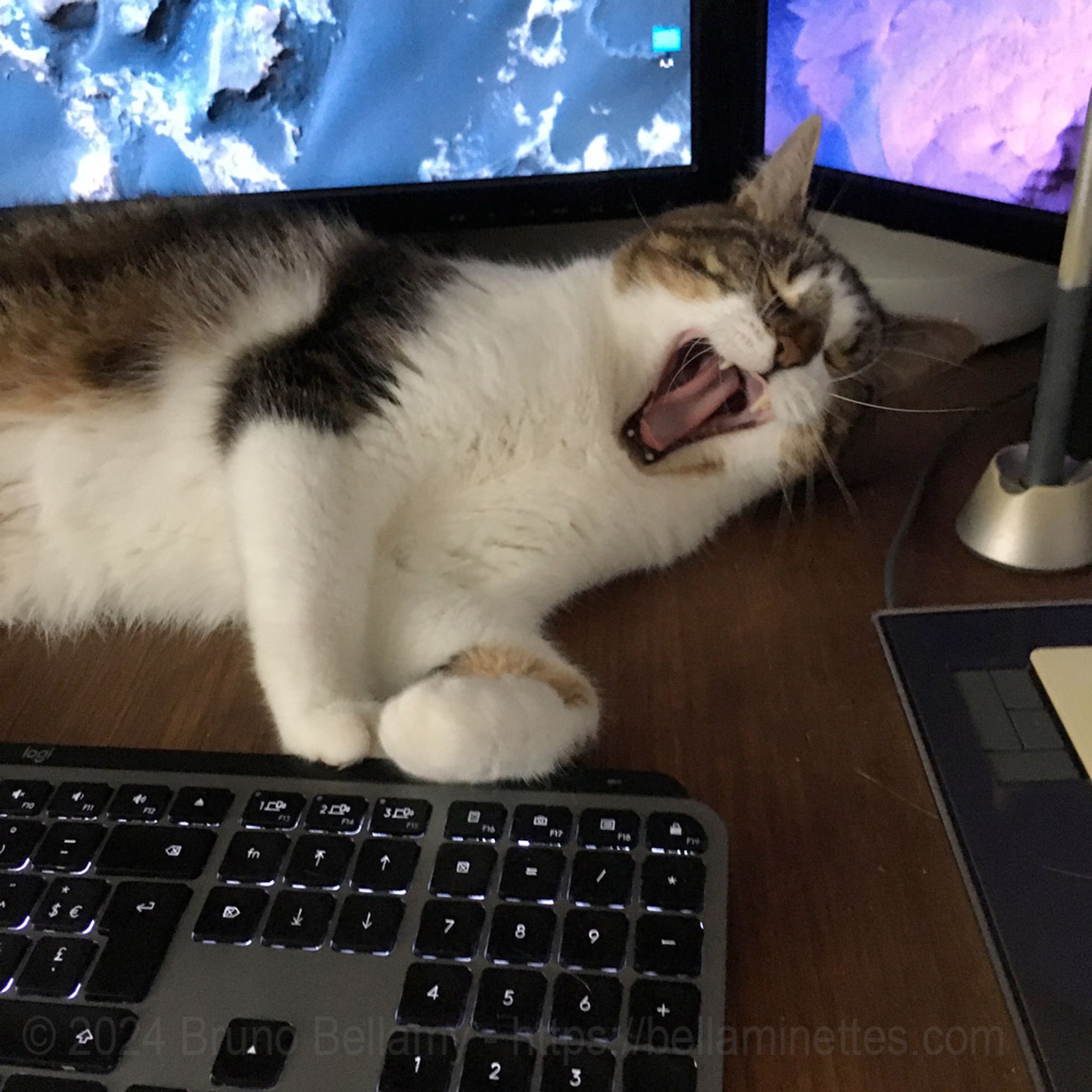 Photo de Fender, chassistant n°1, en train de bailler, vautré entre mon clavier et mon écran…