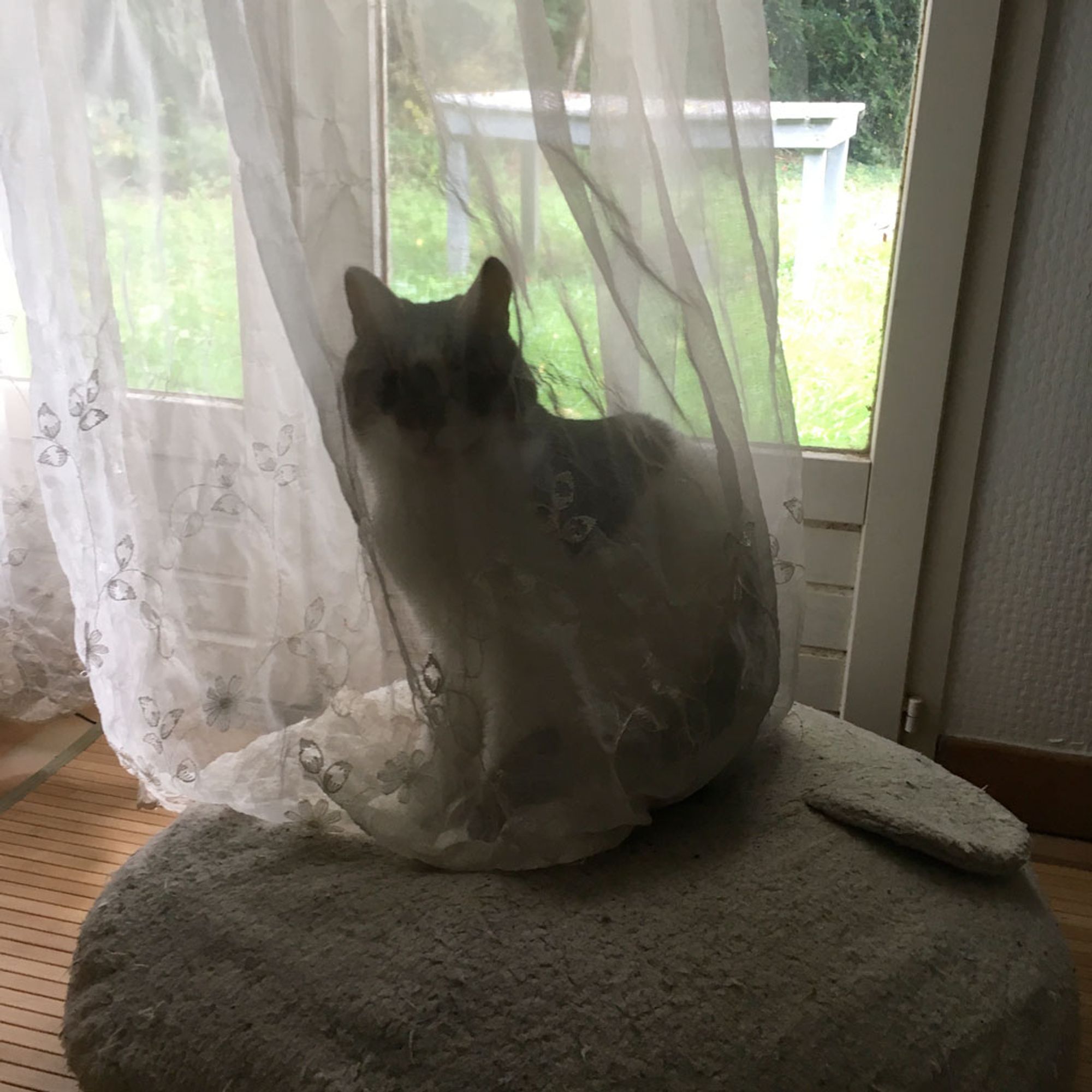 Photo (un peu en contrejour) de Fender, juché sur un coussin, face à une porte-fenêtre, et entièrement couvert par le voilage qu'il a tiré jusqu'à lui, ce qui donne un effet fantomatique… :)