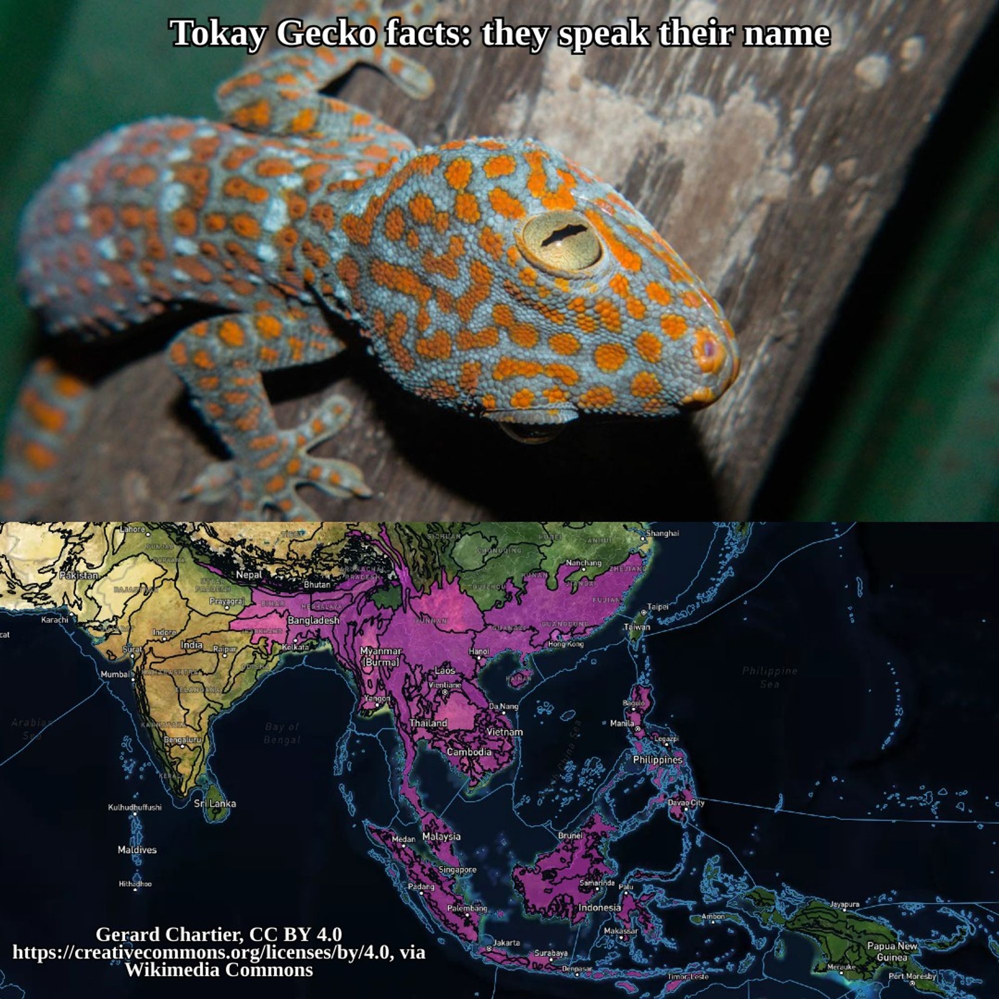 tokay gecko and range