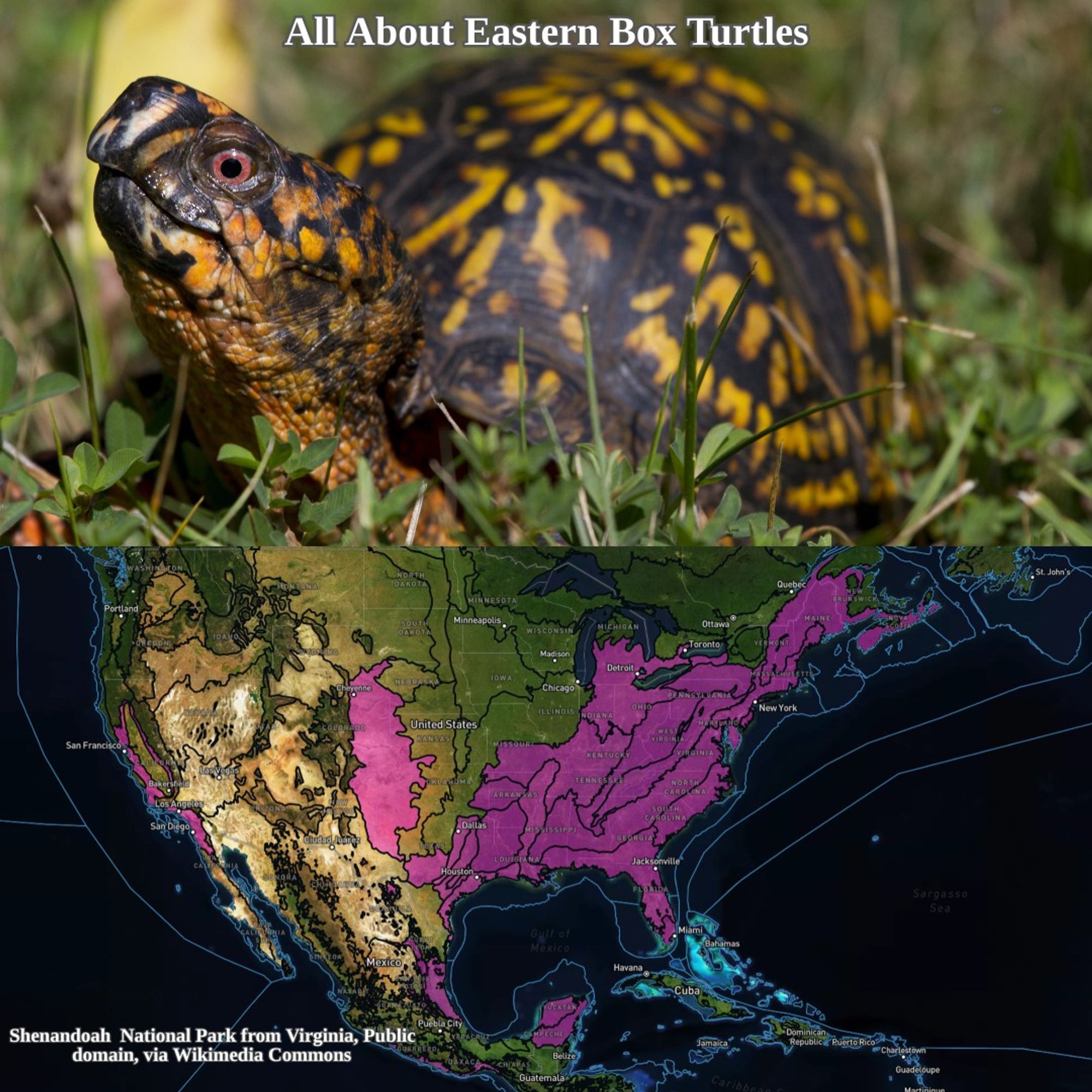 eastern box turtle and range