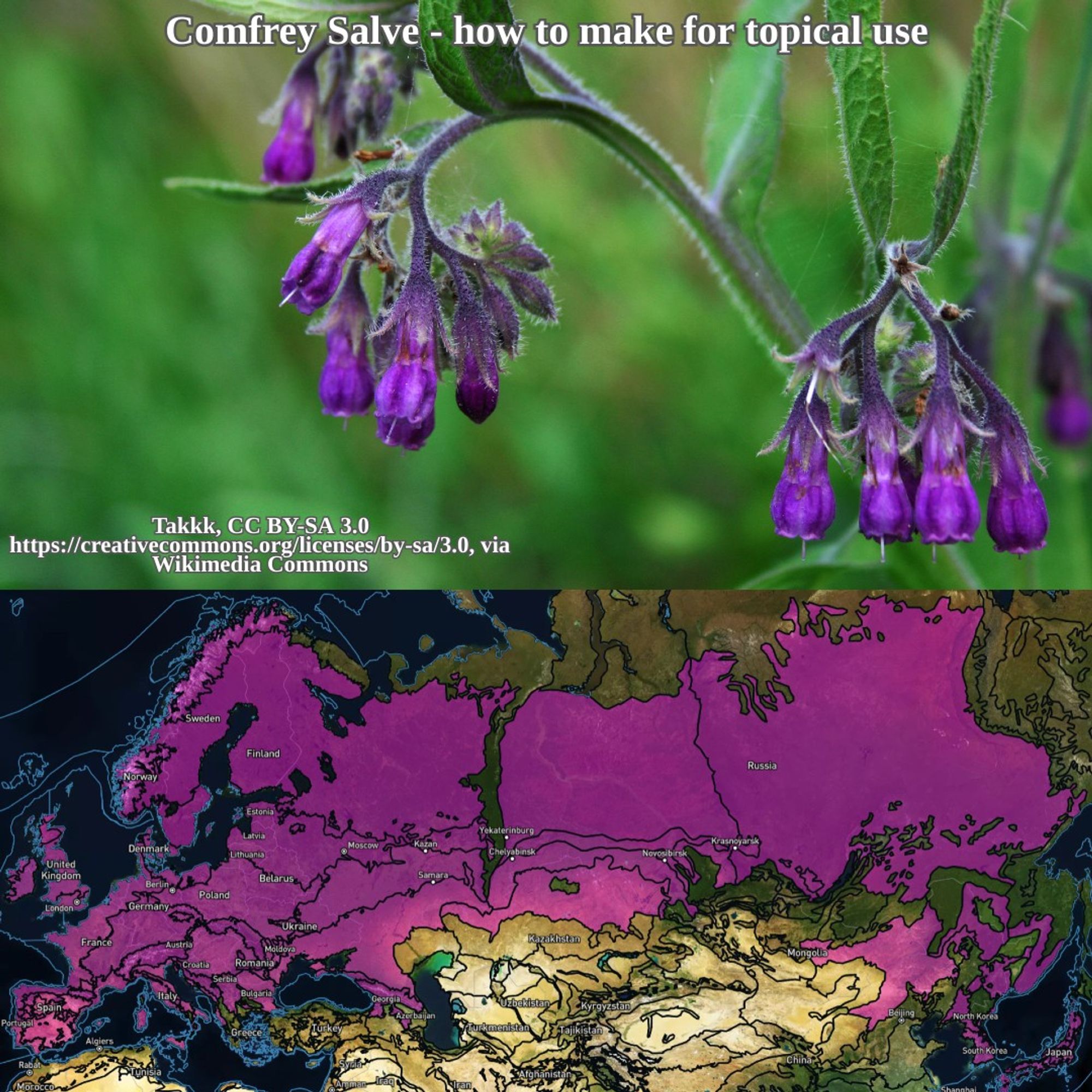 flowering comfrey and range