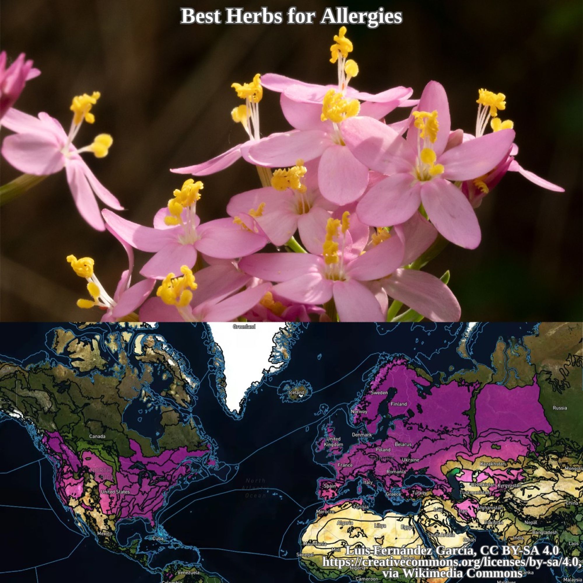 flowering centaury and range