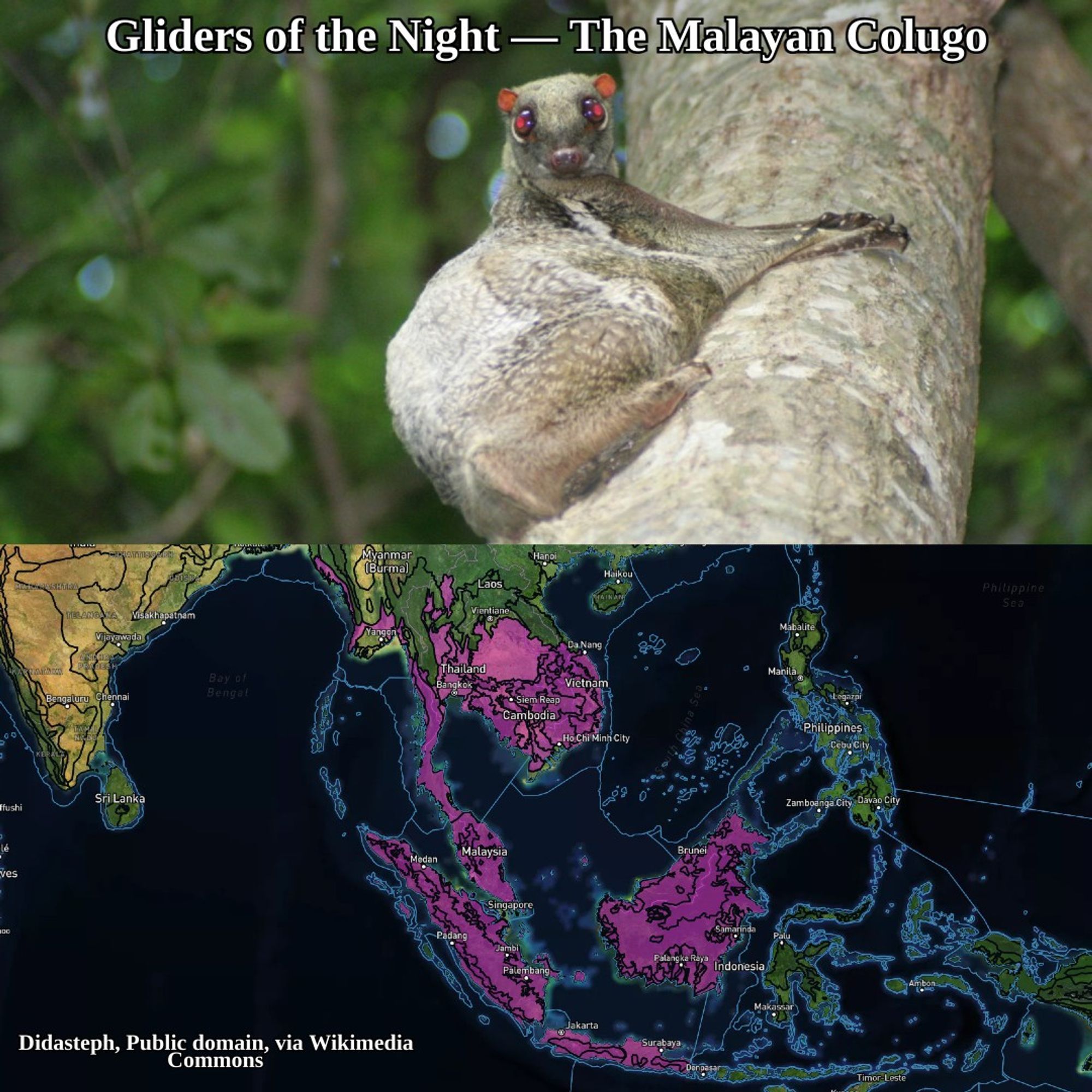 malayan colugo in tree and range