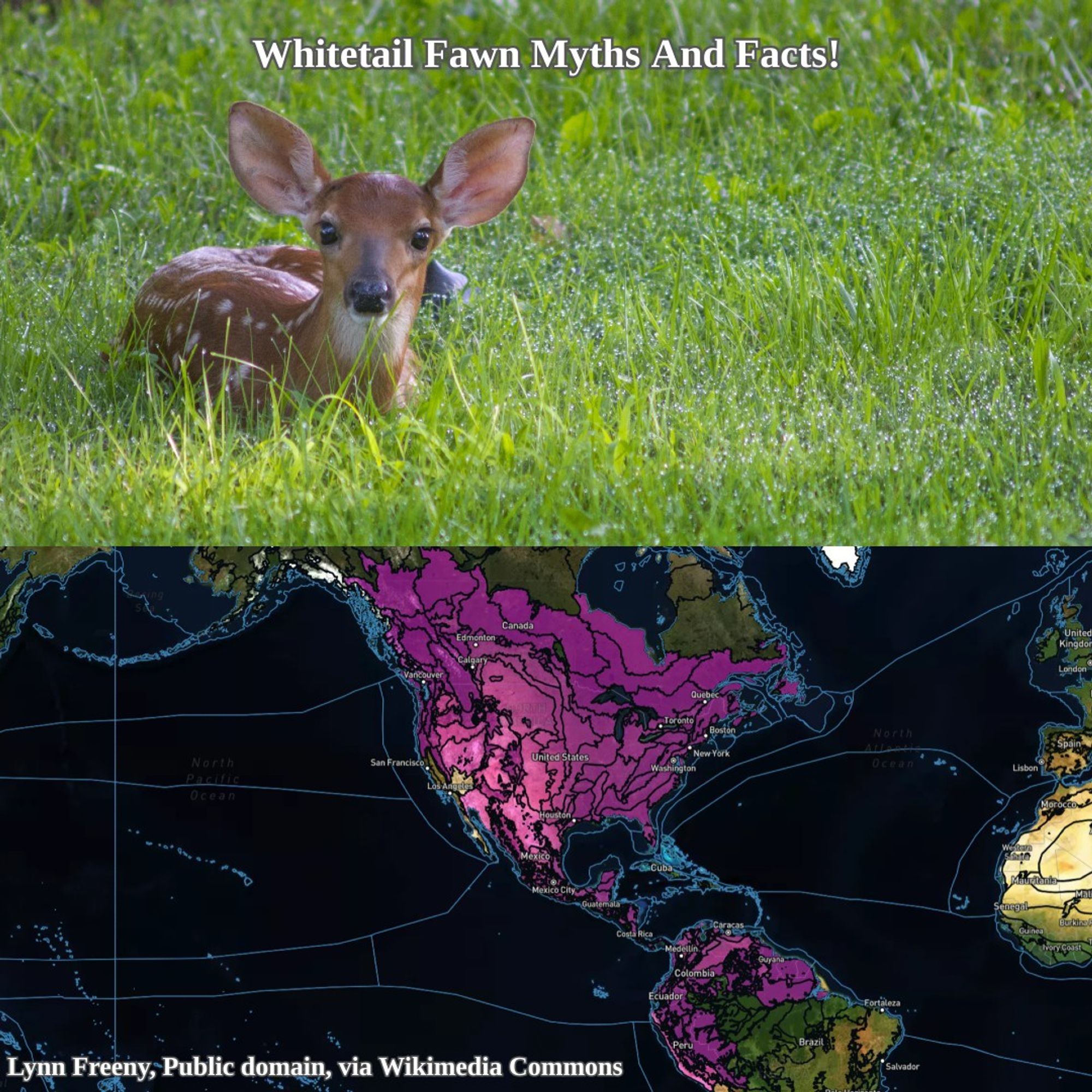 whitetail fawn and range