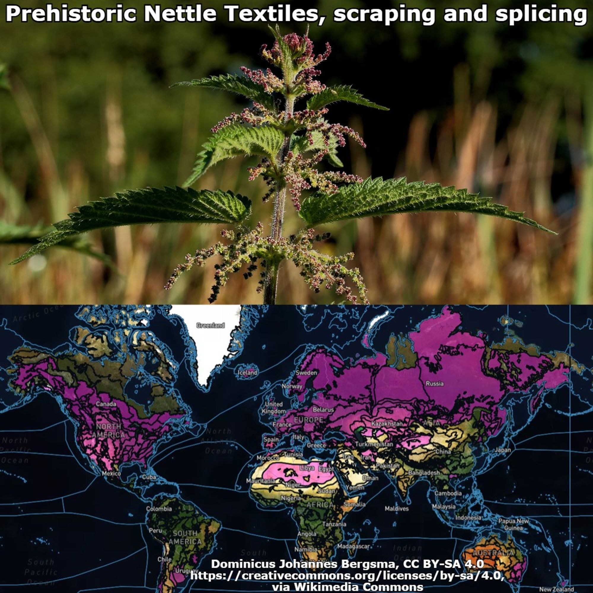 flowering stinging nettle and range