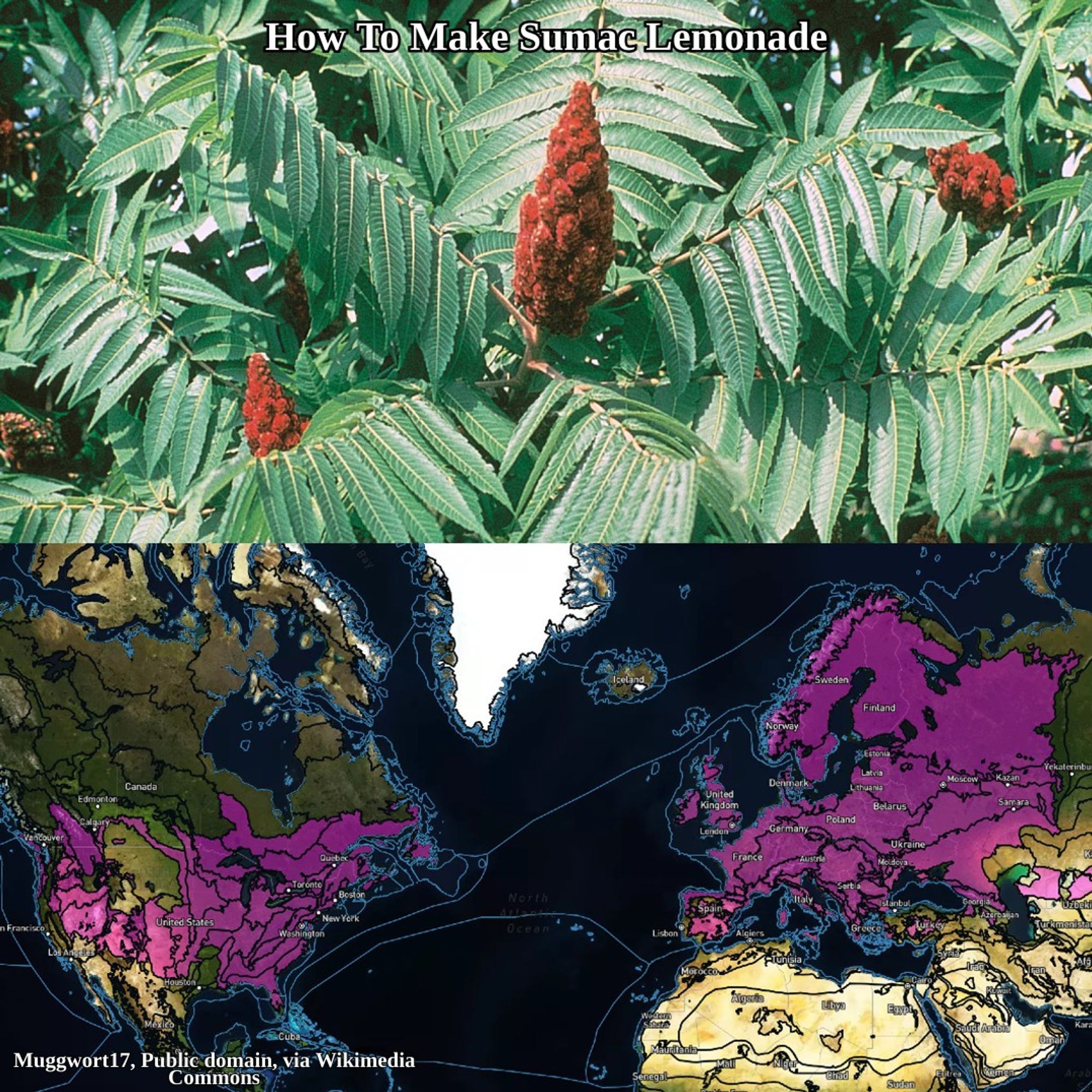 staghorn sumac berries and range