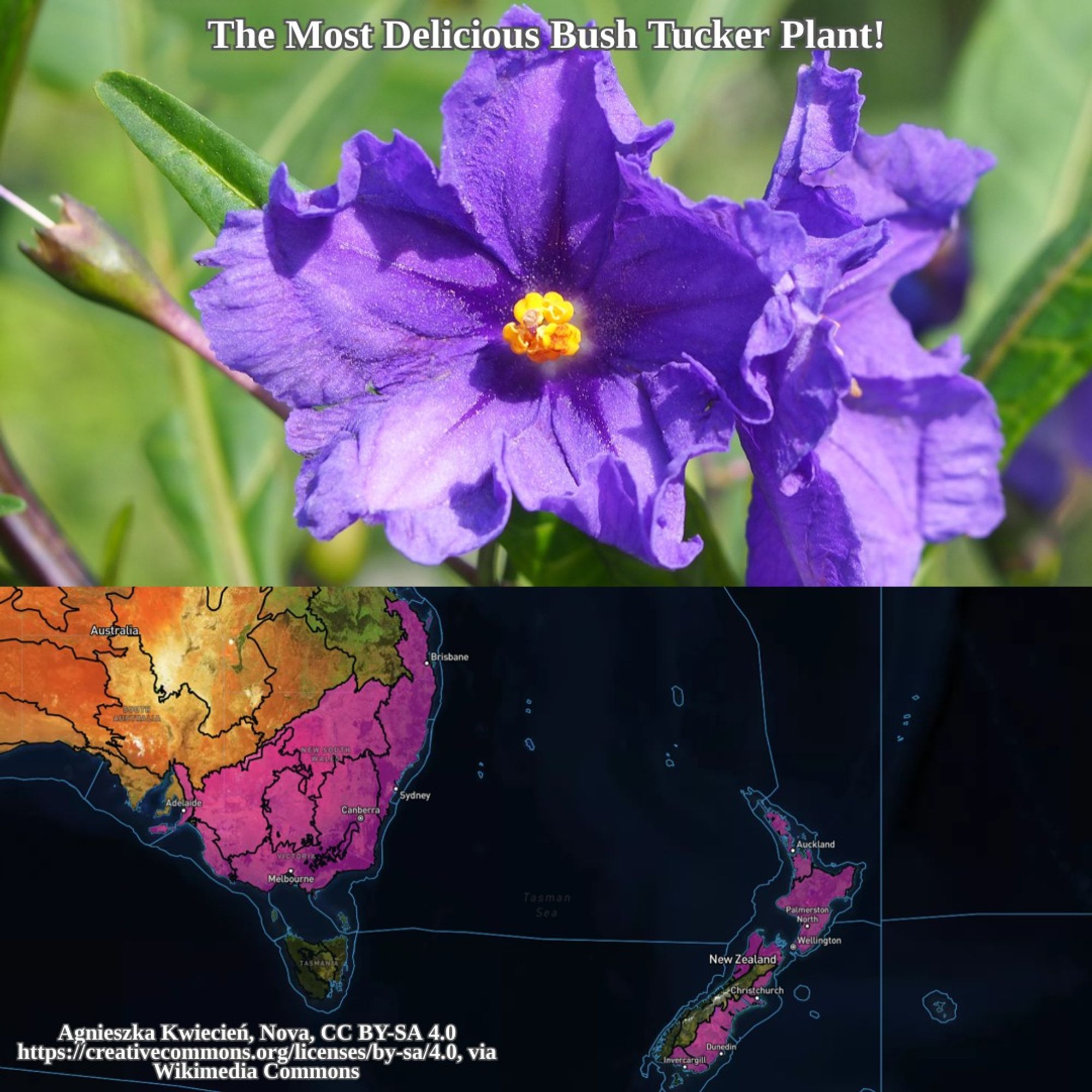 flowering solanum aviculare and range