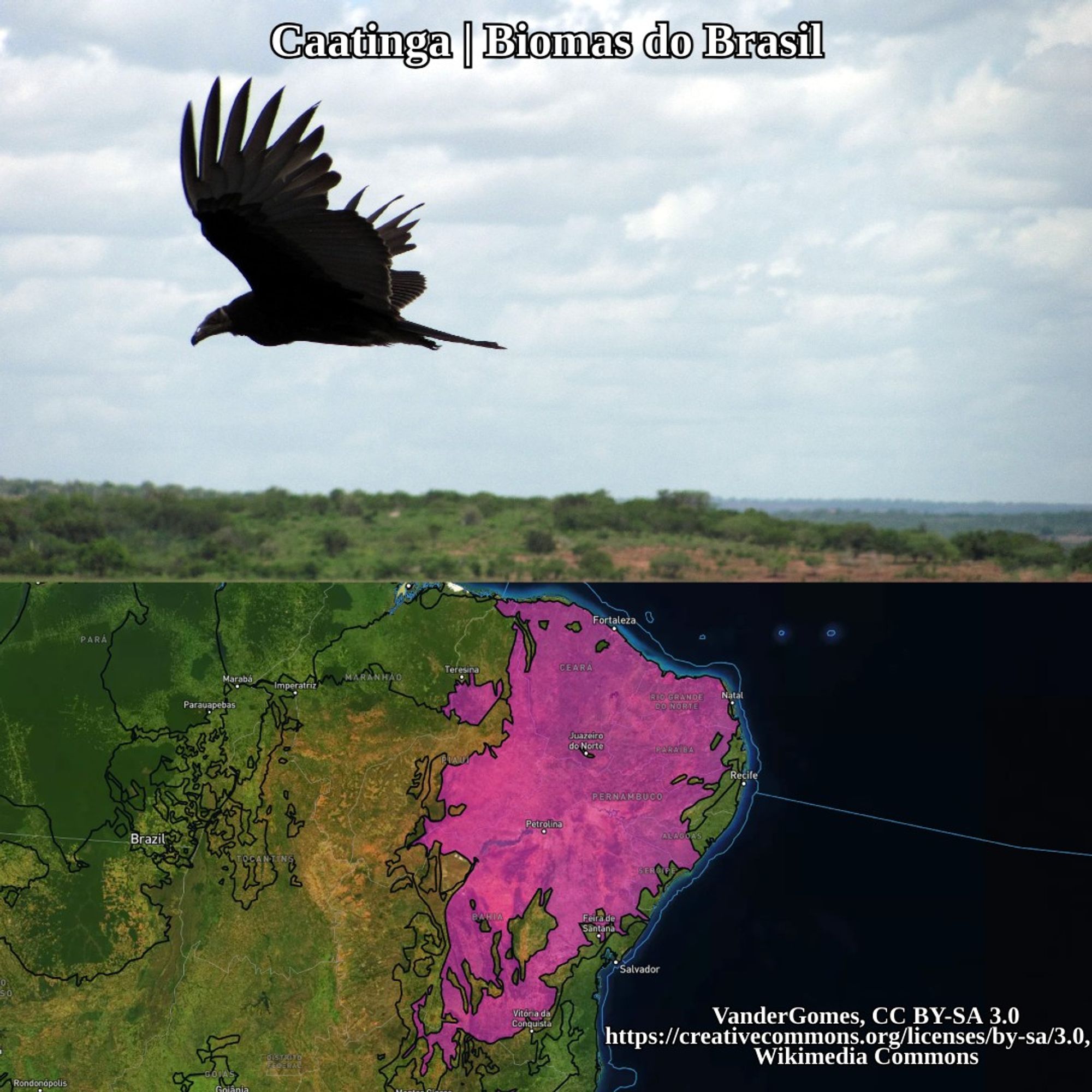 vulture flying and caatinga range