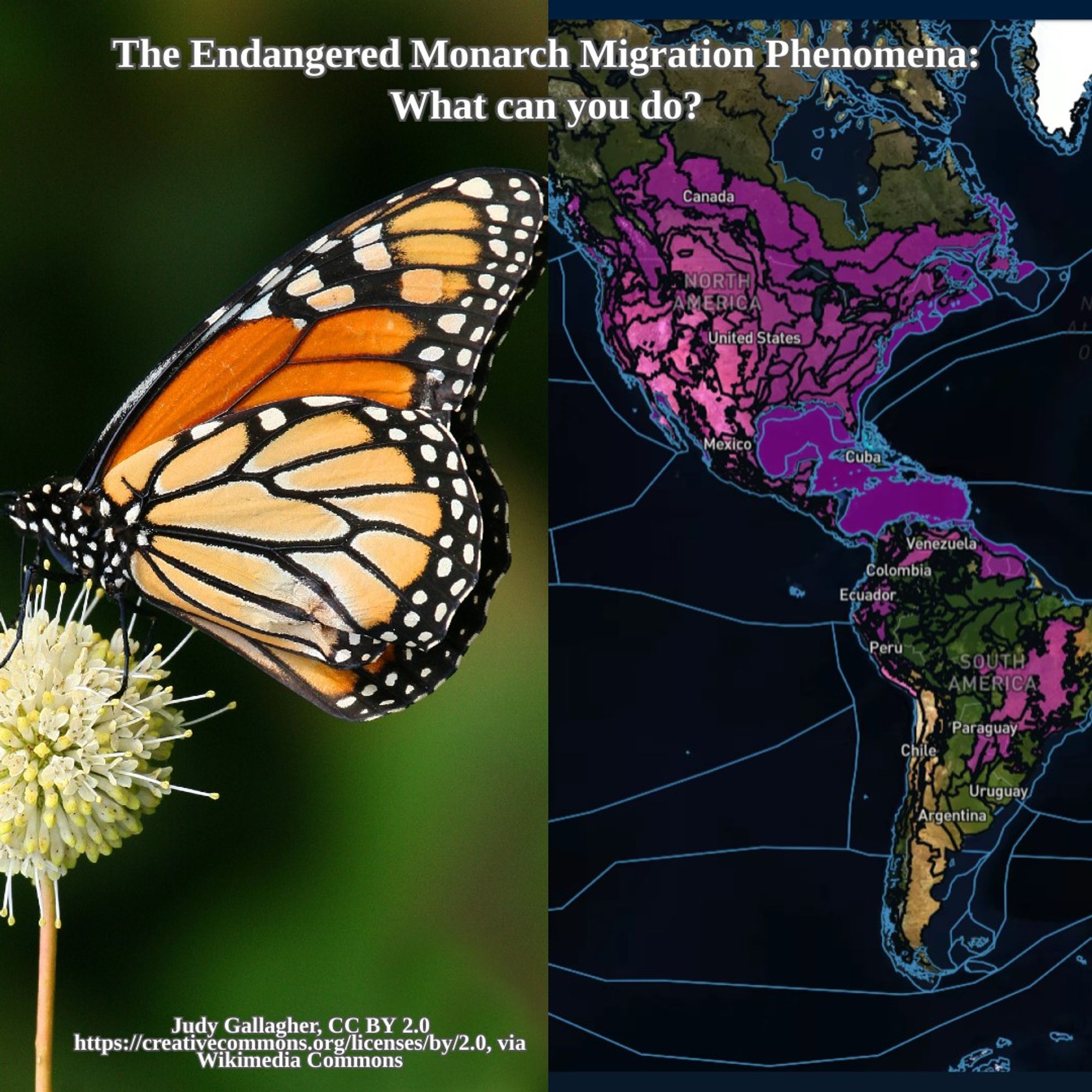 monarch butterfly and range