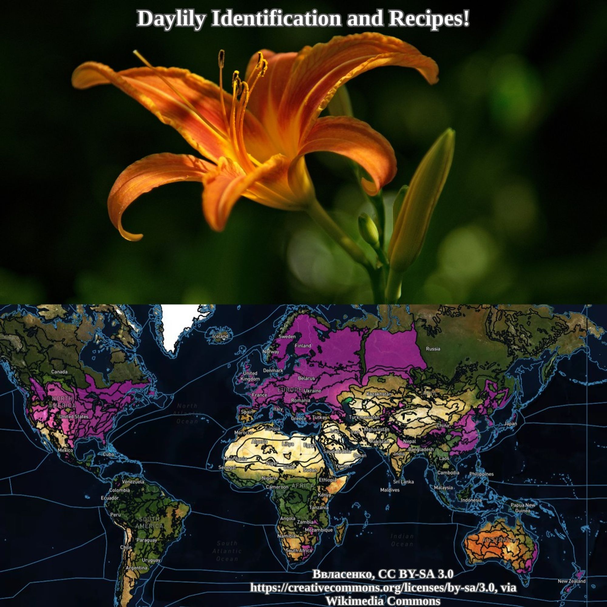 daylily and range