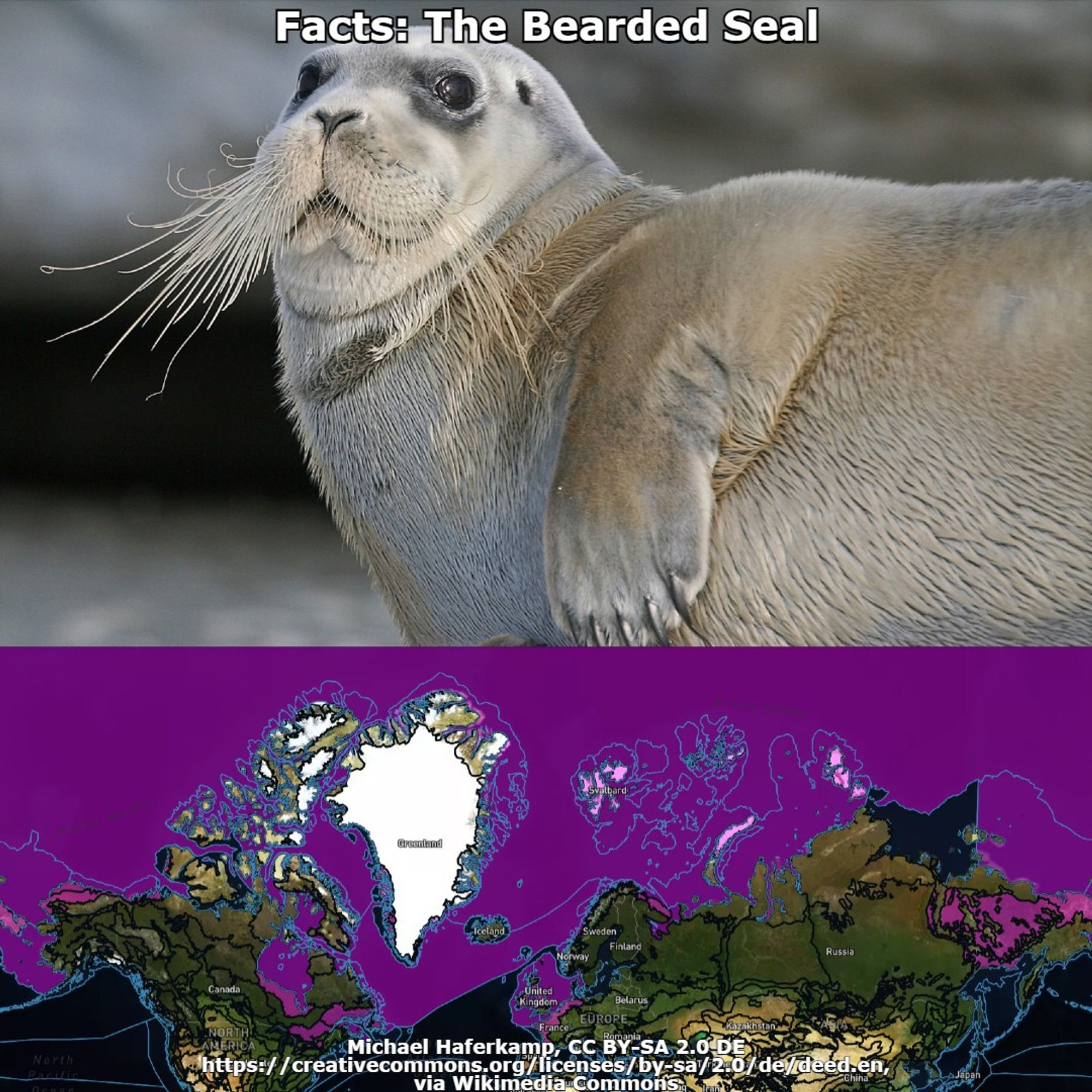 bearded seal and range