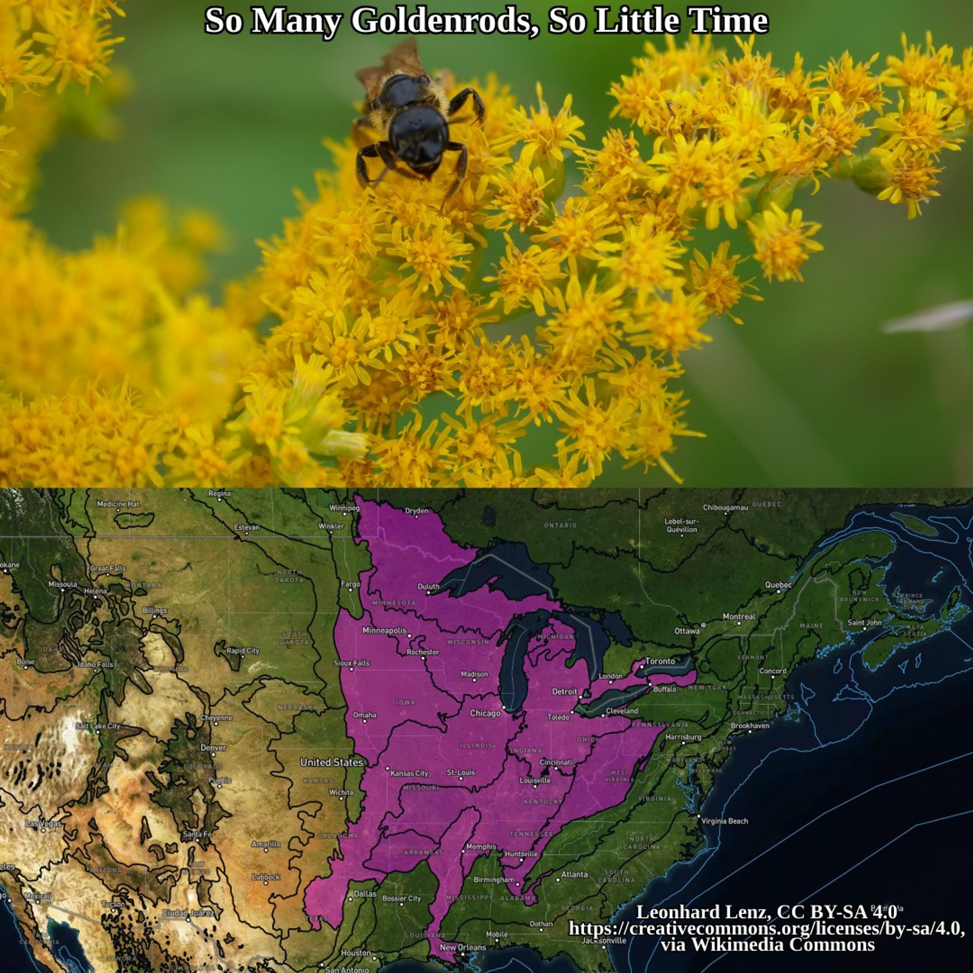 bee on flowering goldenrod and range