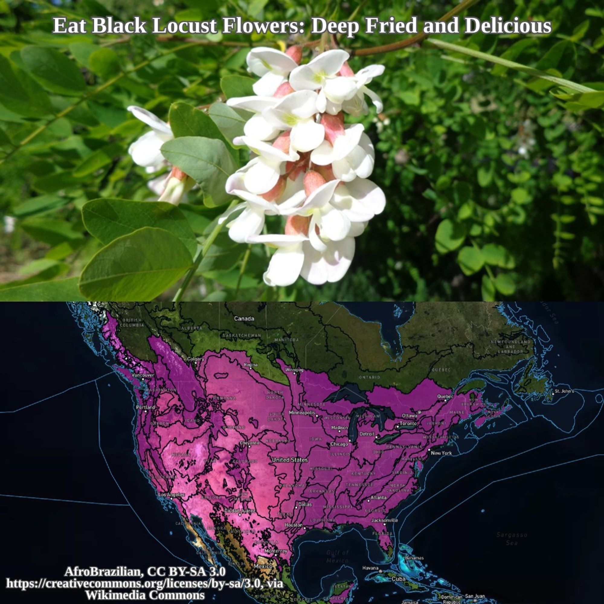 flowering black locust and range