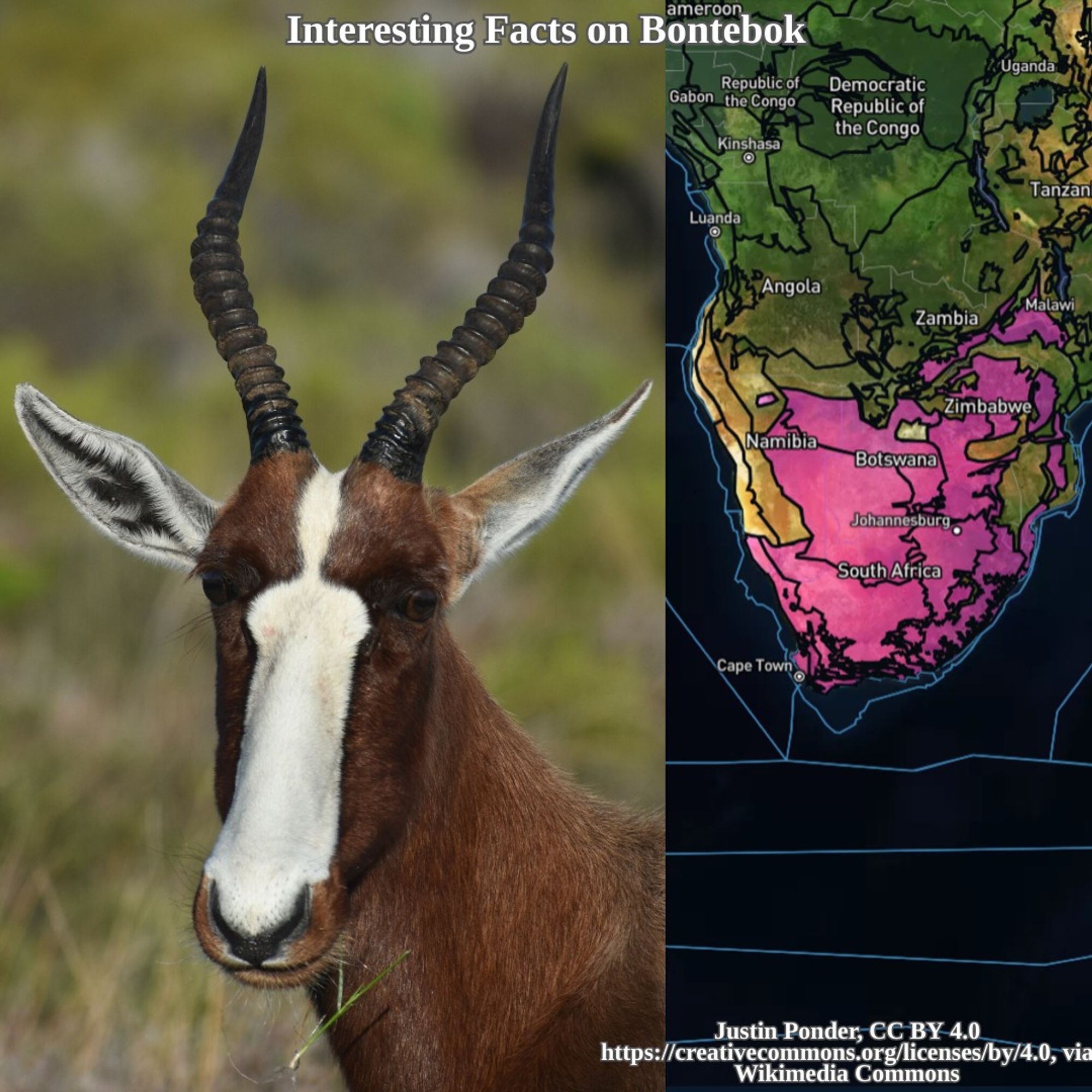 bontebok and range