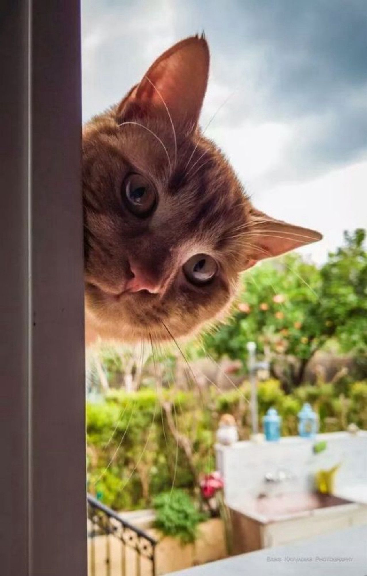 Katze schaut durch ein Fenster nach innen