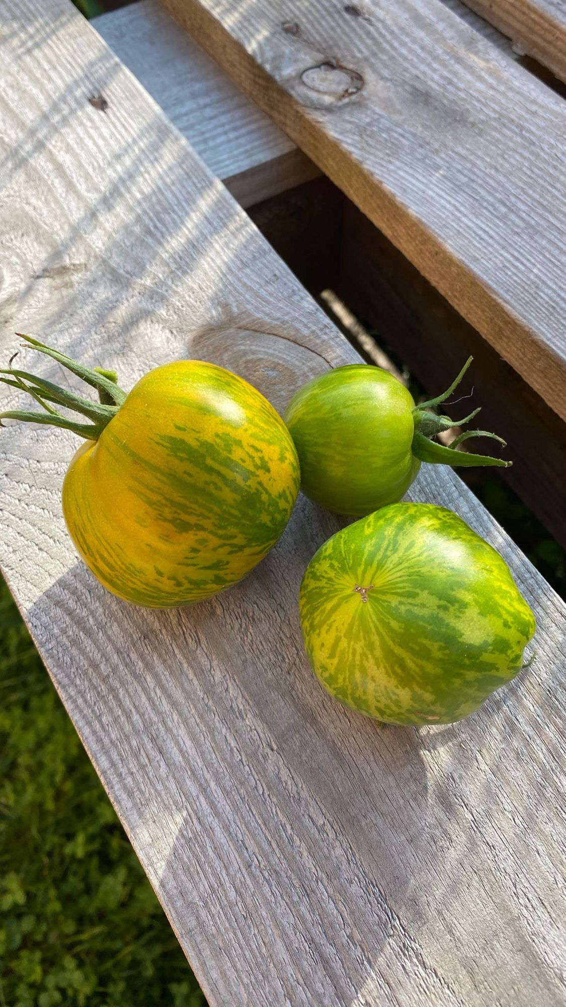 Grüne reife Tomaten