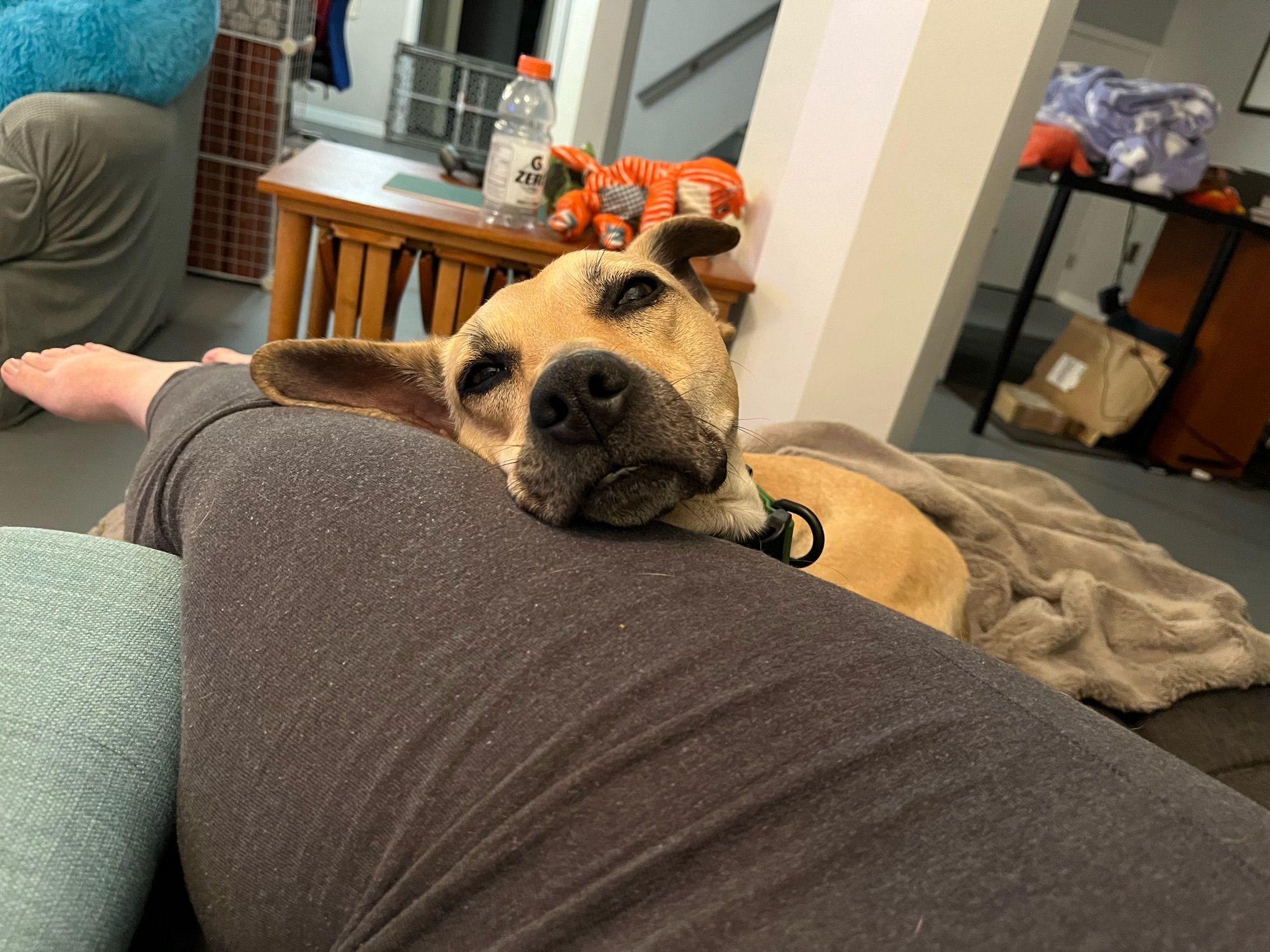 Sleepy brown dog rests her chin on her human’s reclined legs