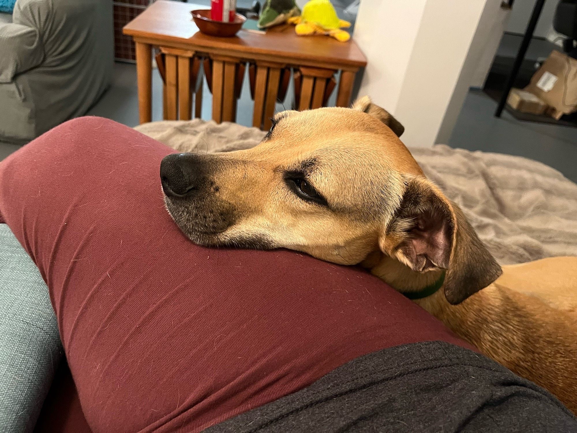 Brown dog resting her head on her human’s leg