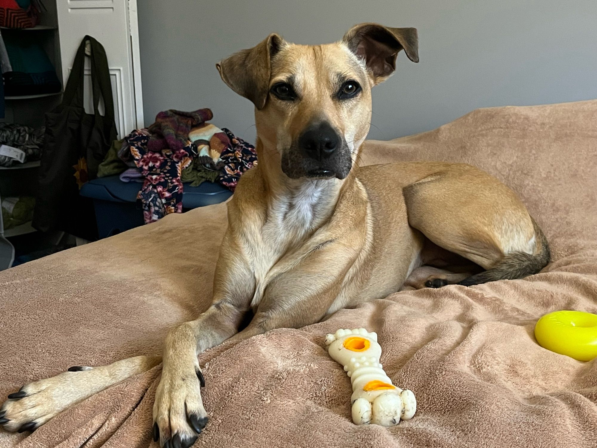 Brown dog sitting alertly with ears perked and front paws crossed