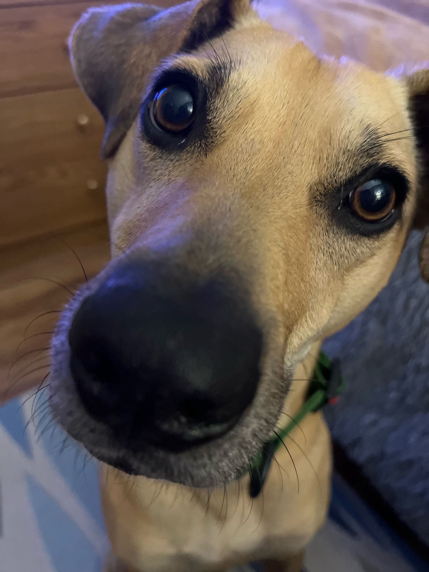 Very close up shot of a light brown dog’s face, including a boop-able nose and on-point natural eyeliner