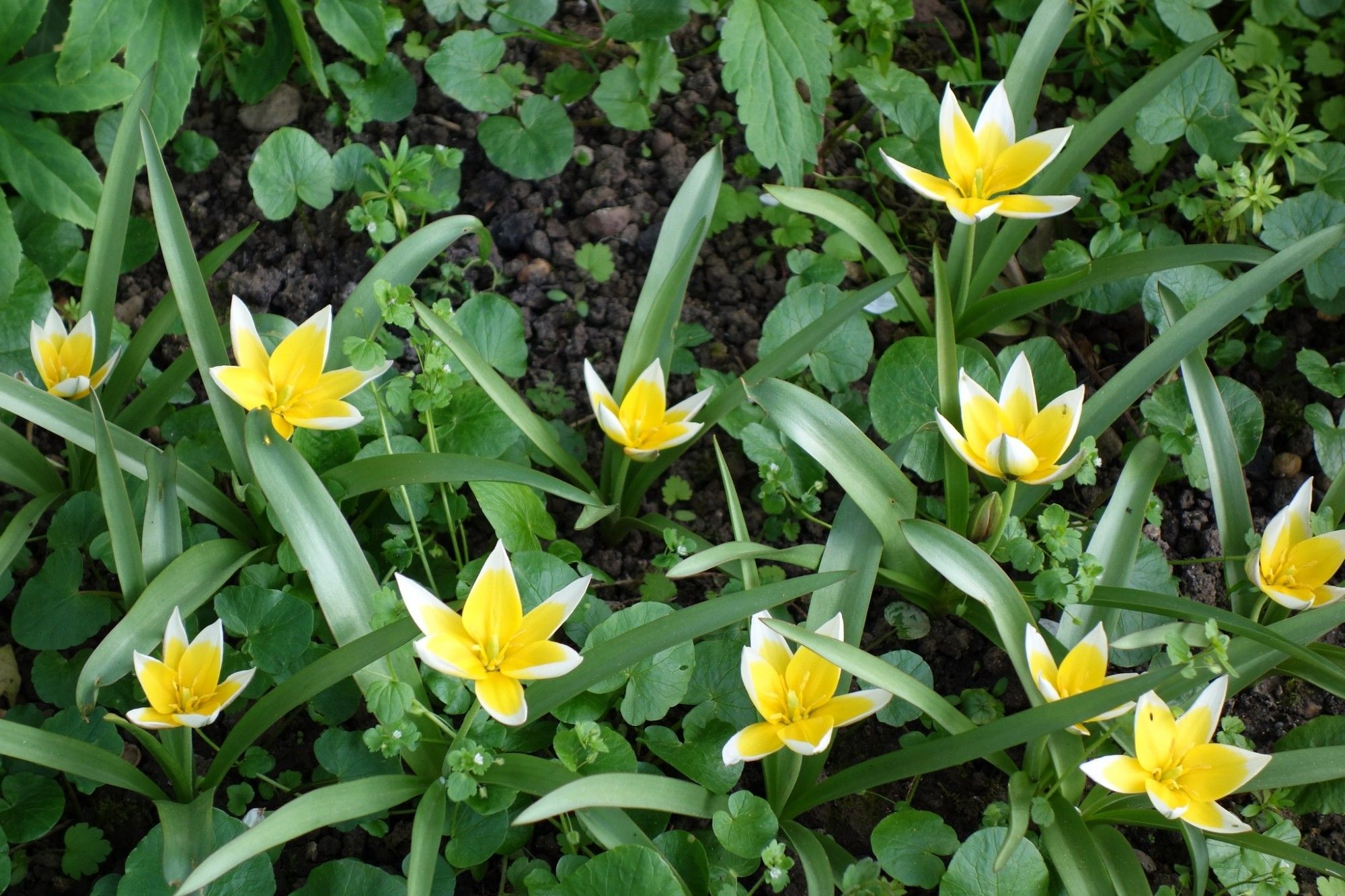 Zwergsterntulpe