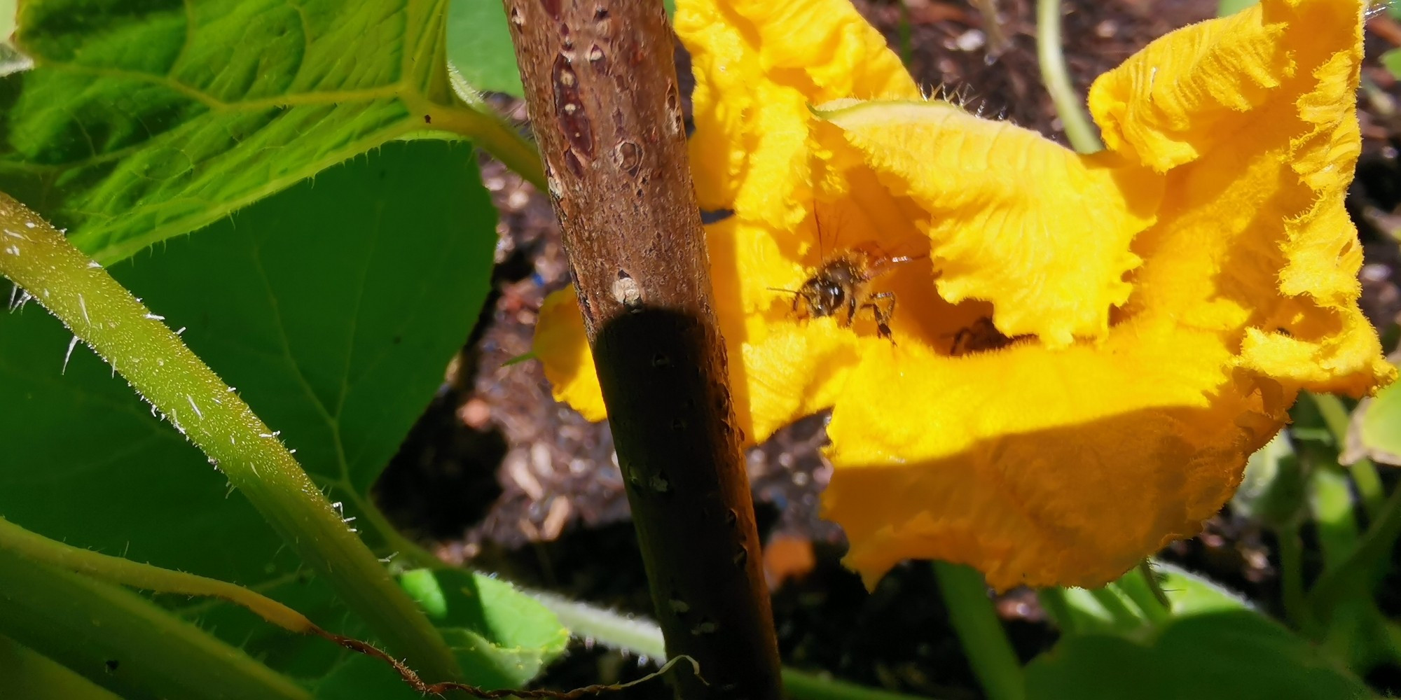 Biene in einer Kürbisblüte