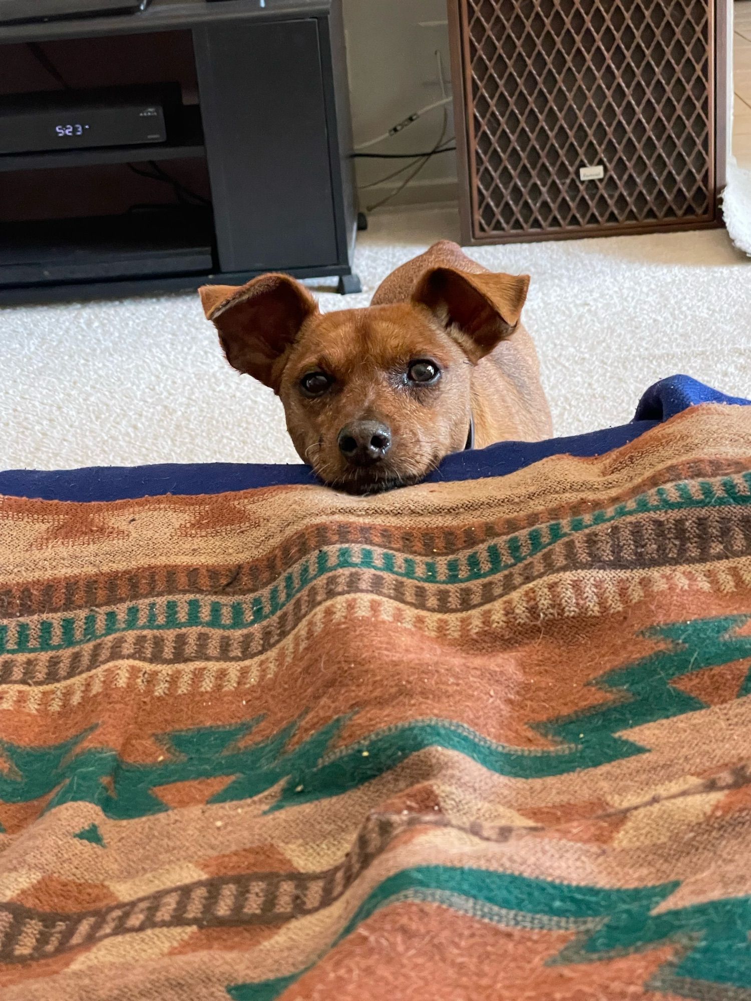 A red miniature pinscher resting his little dog chin on an ottoman with a Navajo pattern