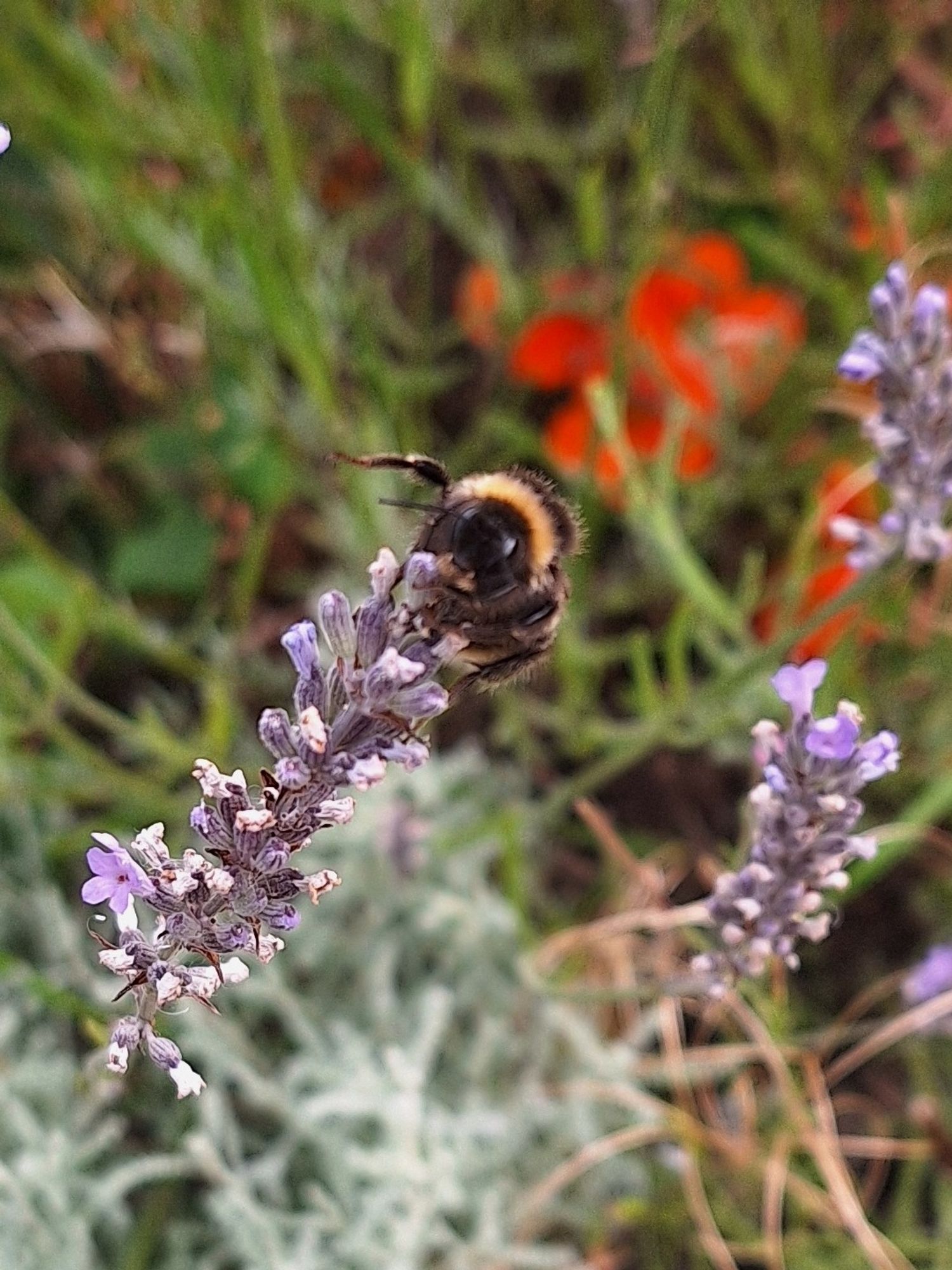 Bumblie on lavender grosso stem lifting his little leggy in the air. Perhaps he's waving?