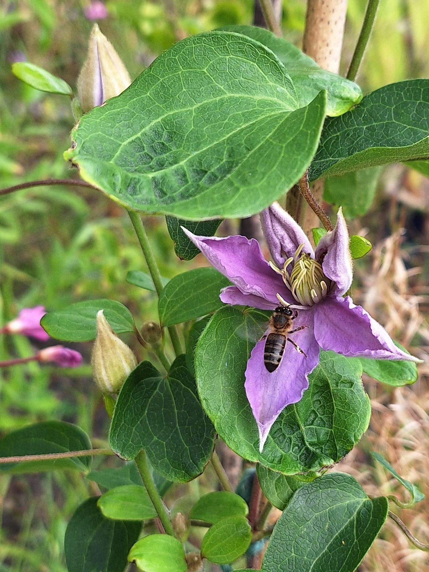 Clematis - lilac, unfurling with hoverfly incoming