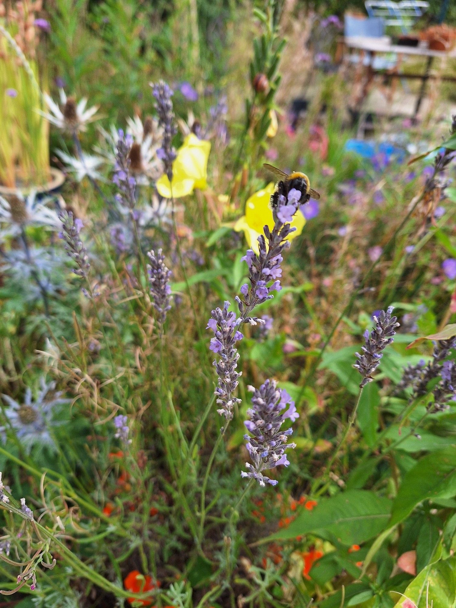 Bumblie balancing on lavender