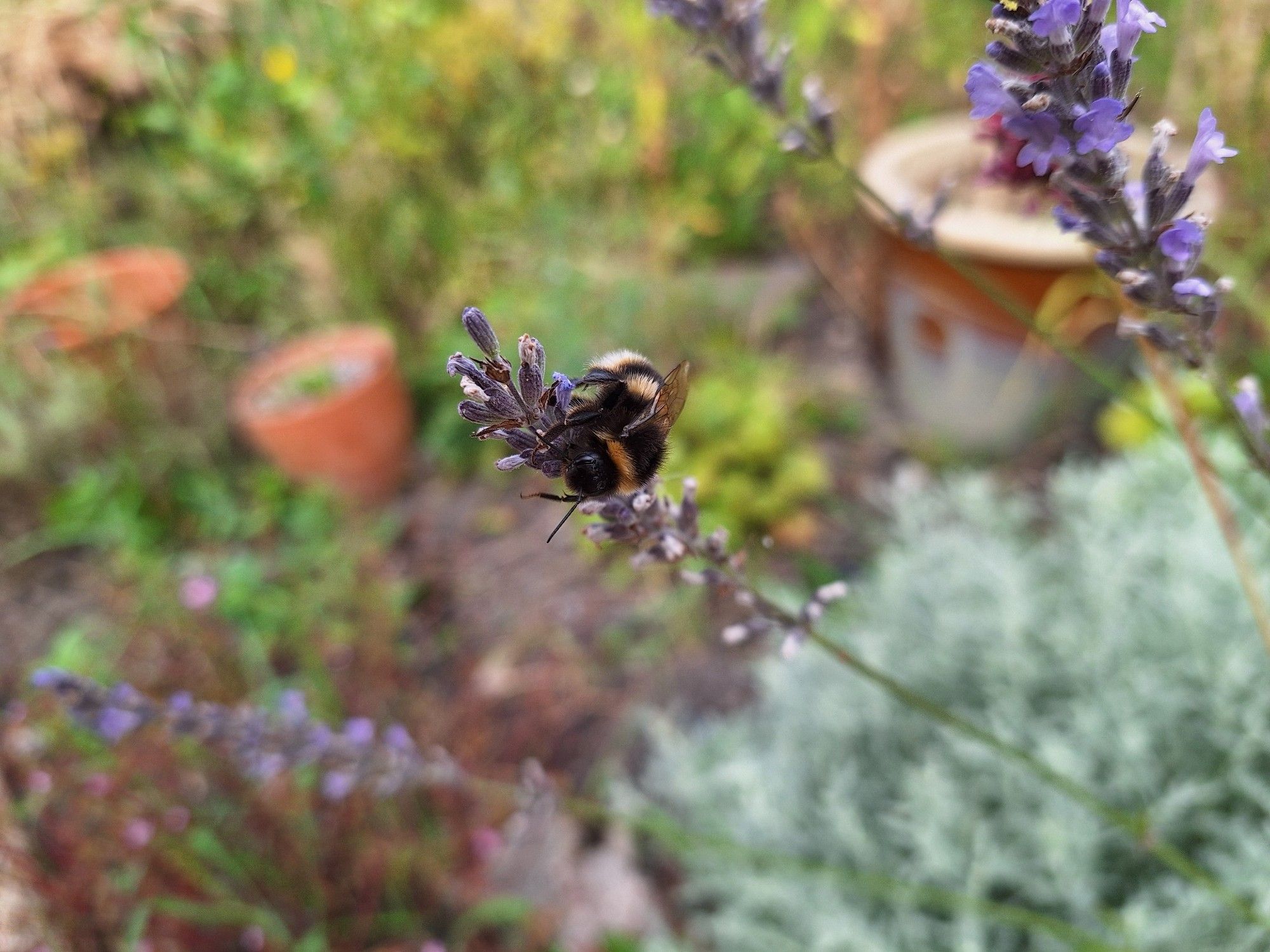 Bumblie doing a high wire on lavender stem