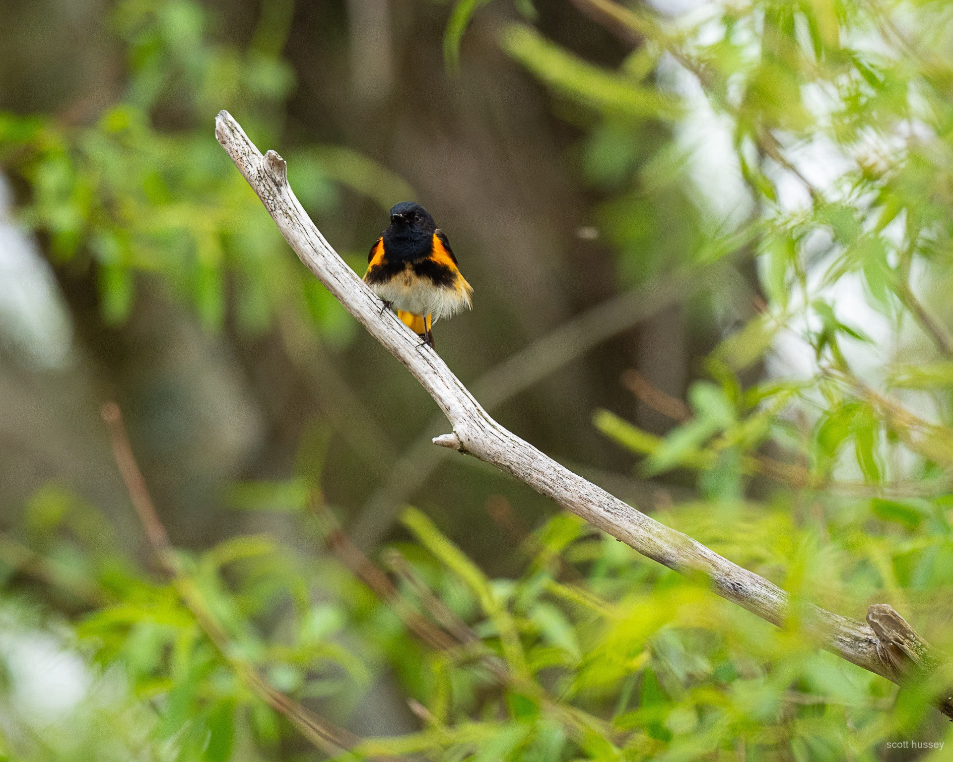 American Redstart with floofed feathers sitting on a branch.