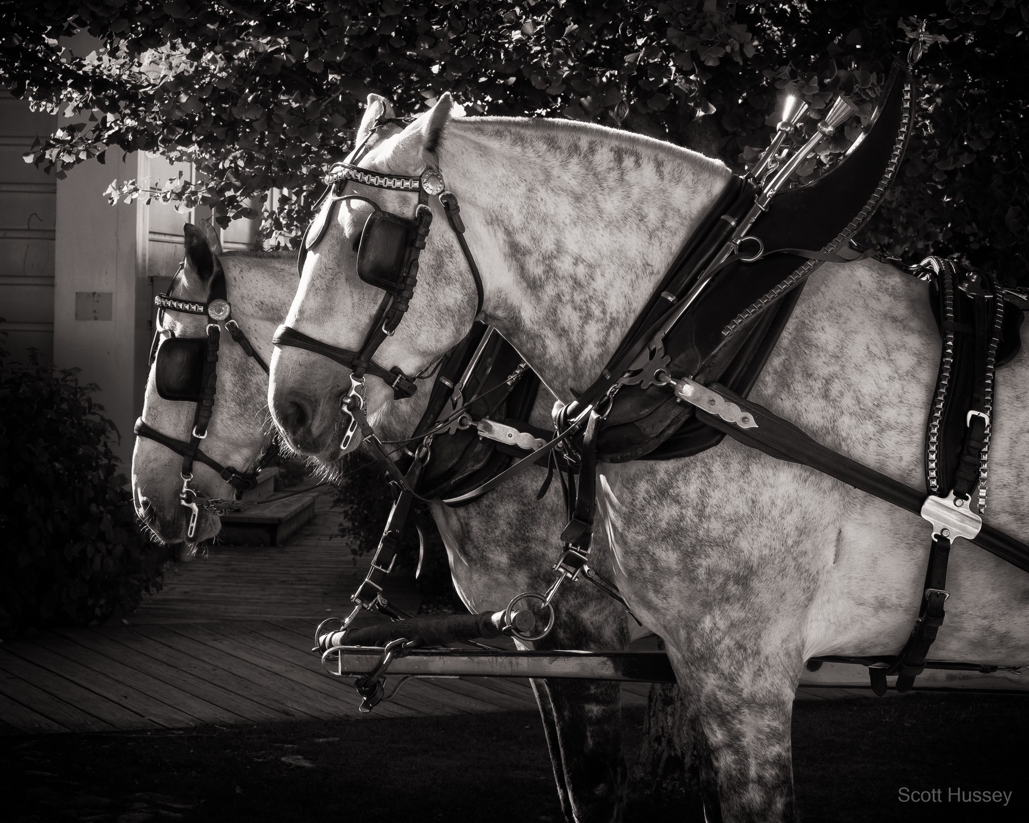 Black and white picture of two dappled horses in carriage harness waiting on the side of the road.