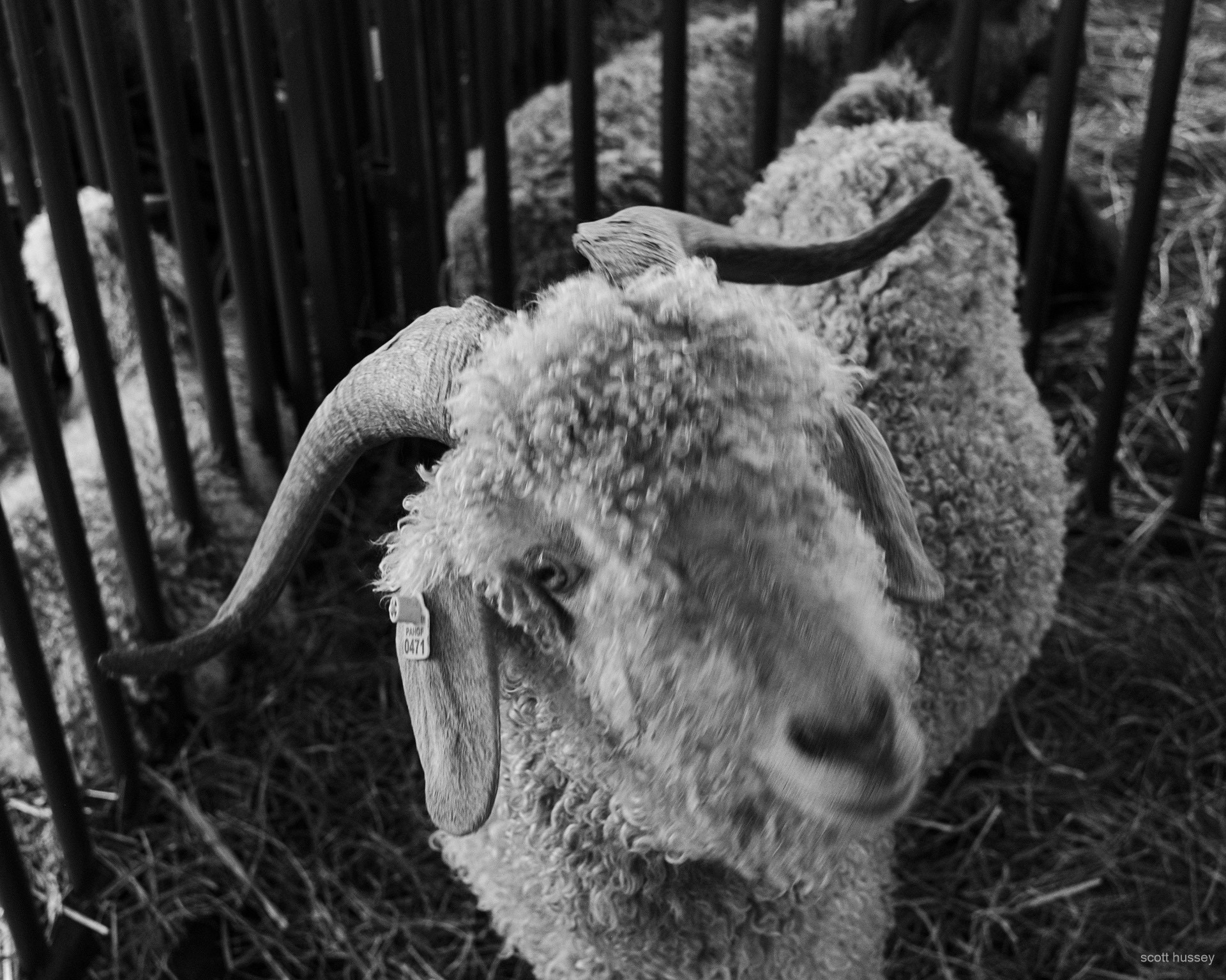 Somewhat blurry picture of a goat in a pen looking up at the camera.