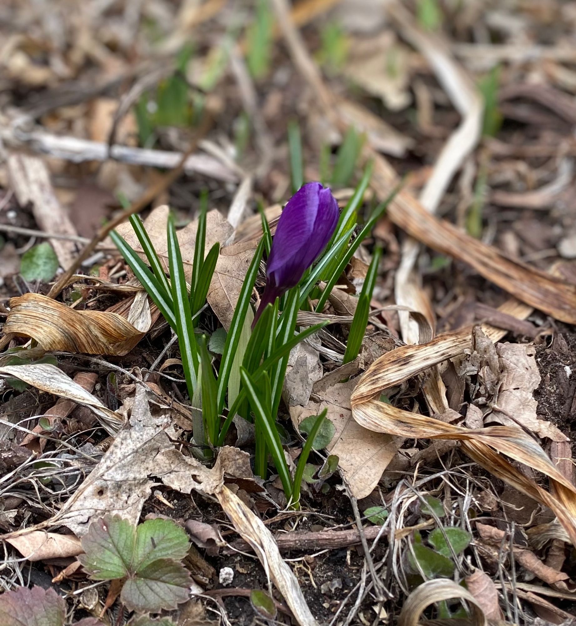 A crocus blooming in a garden