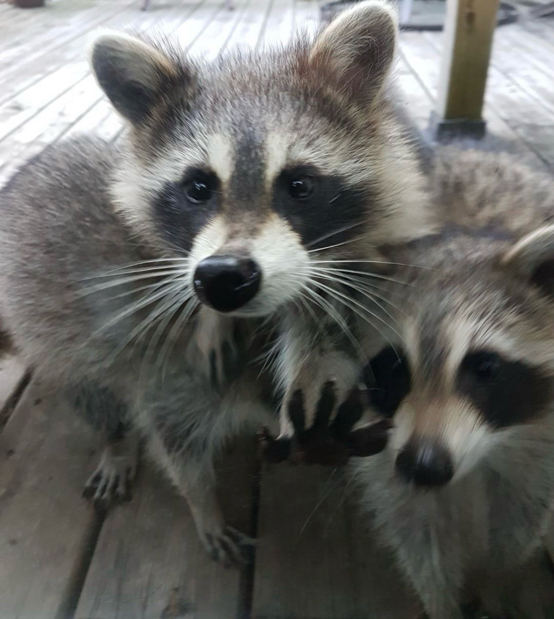 Two young raccoons at the glass sliding patio door, trying to get inside the house. One of them has a little paw pressed up against the glass.