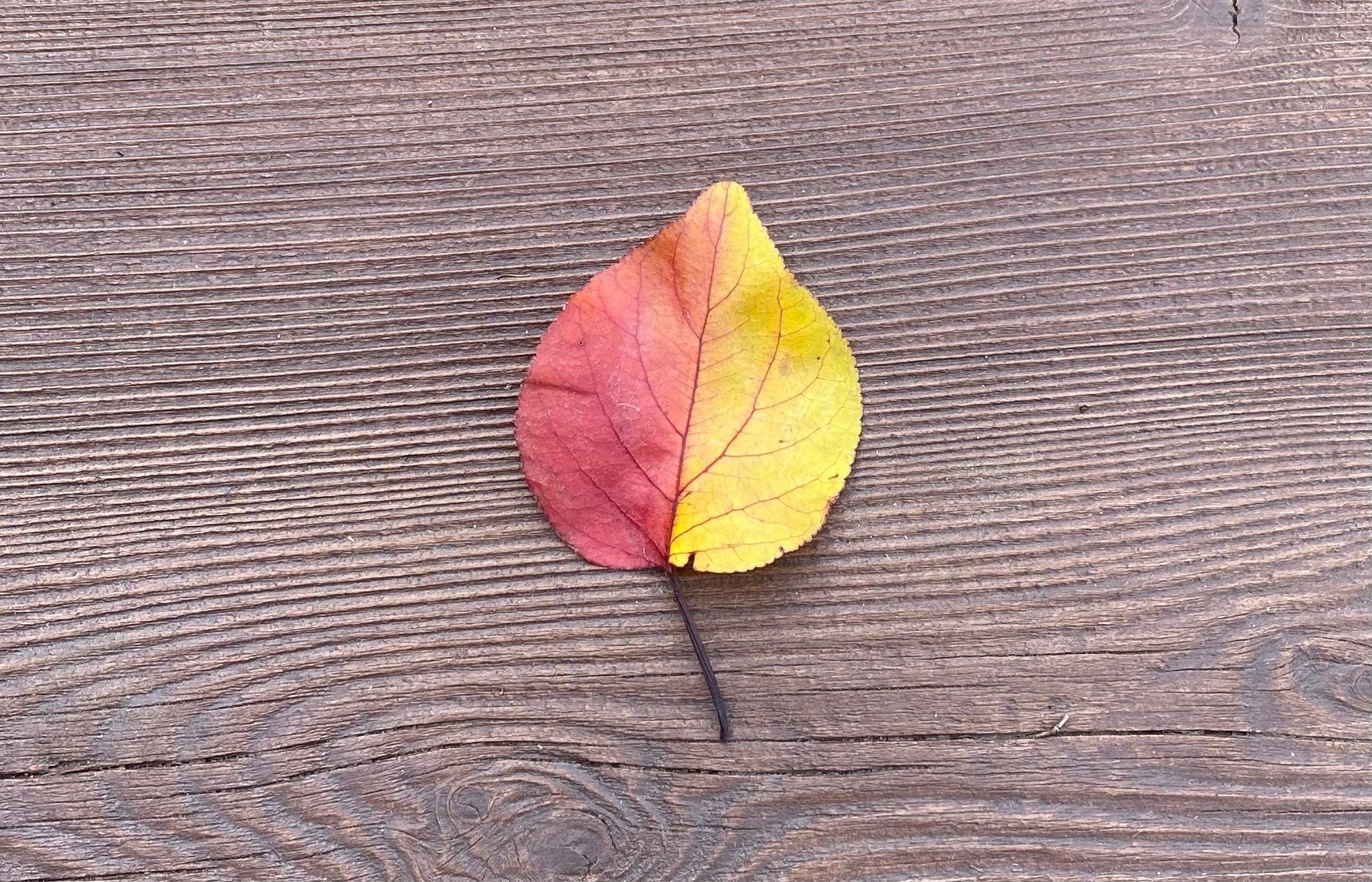 An autumn leaf with one side red and the other side yellow