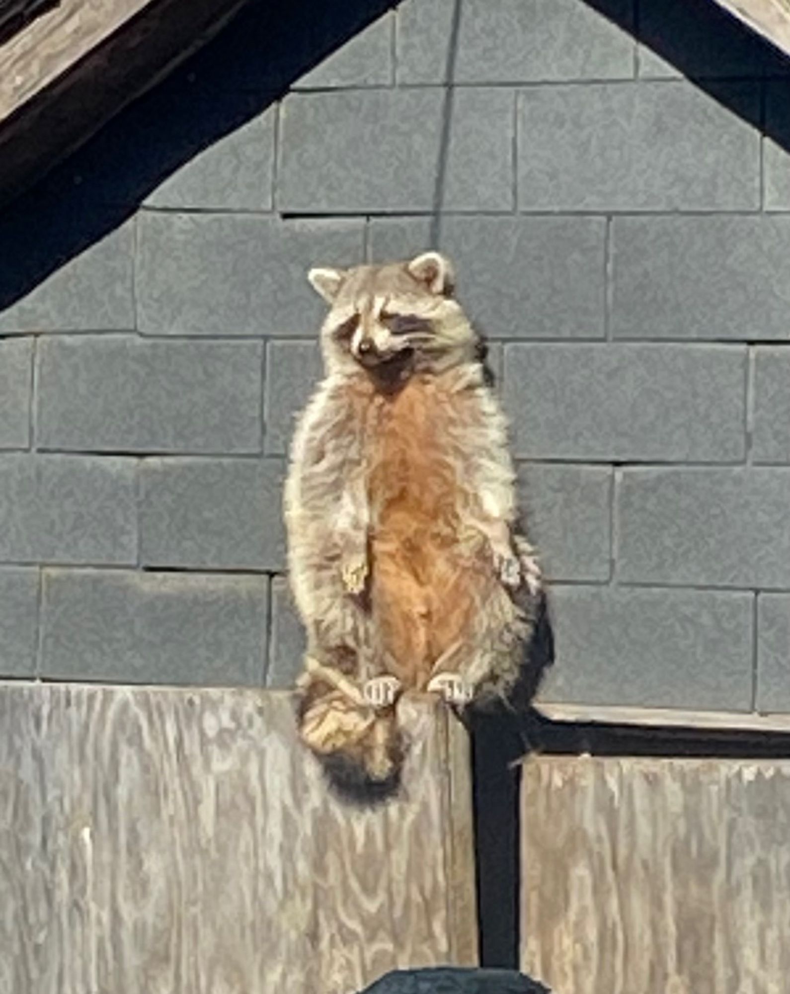 A raccoon balanced on the top of a shed door, trying to recline to relax and enjoy the sun